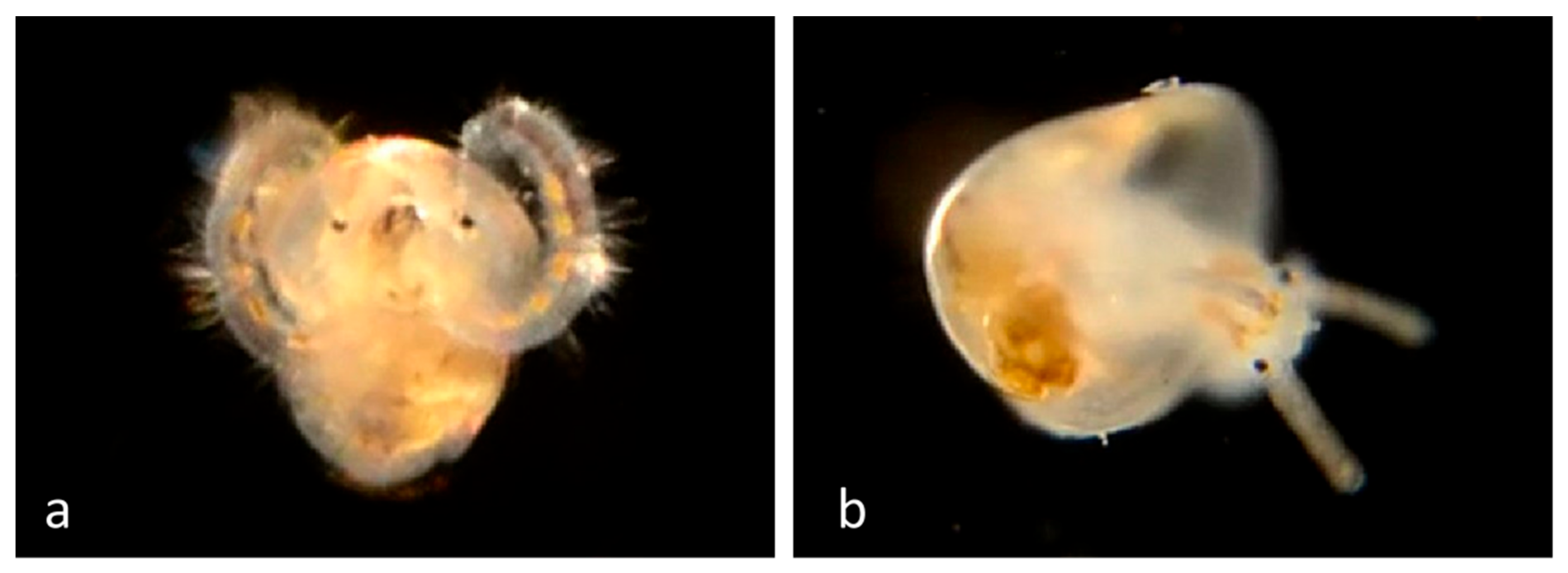 Diversity 14 00912 g005