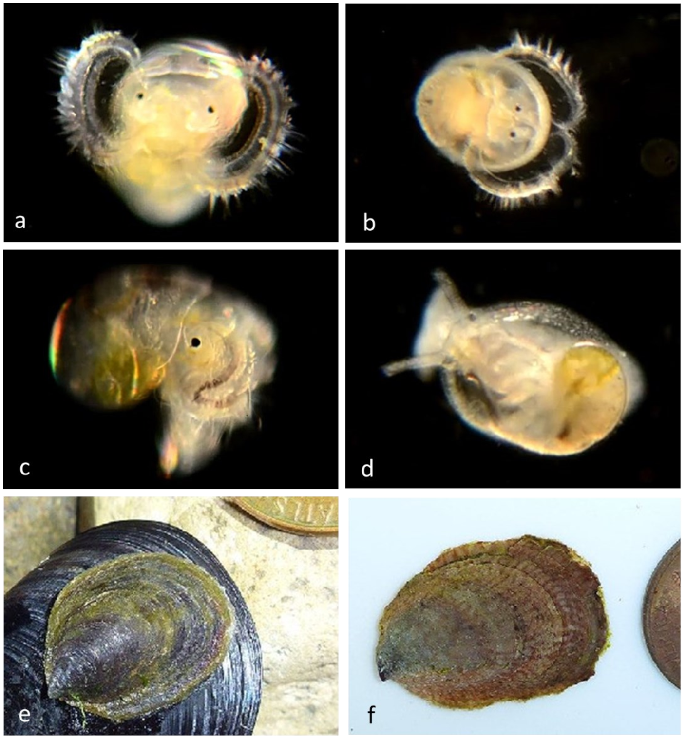 Diversity 14 00912 g006a