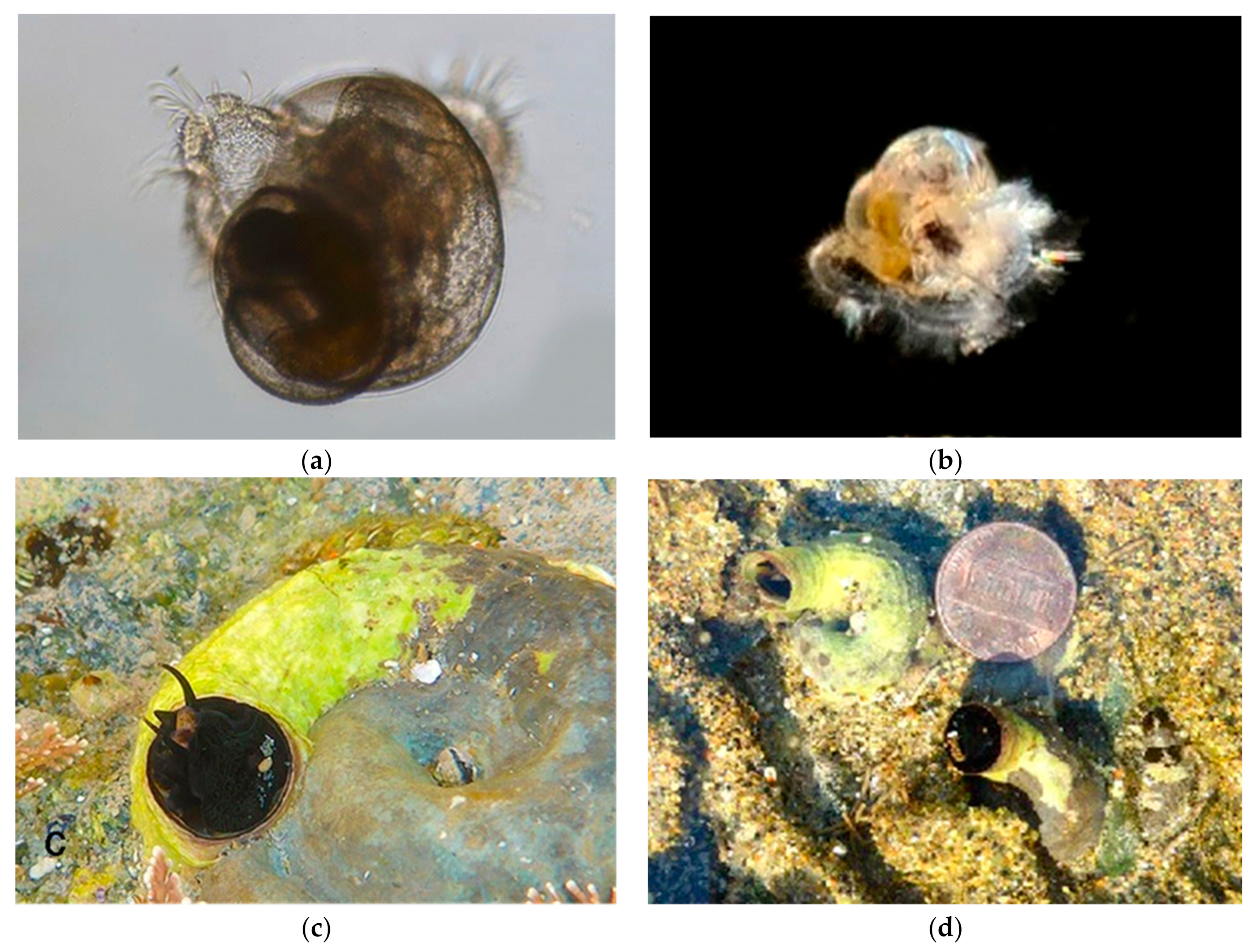 Diversity 14 00912 g010