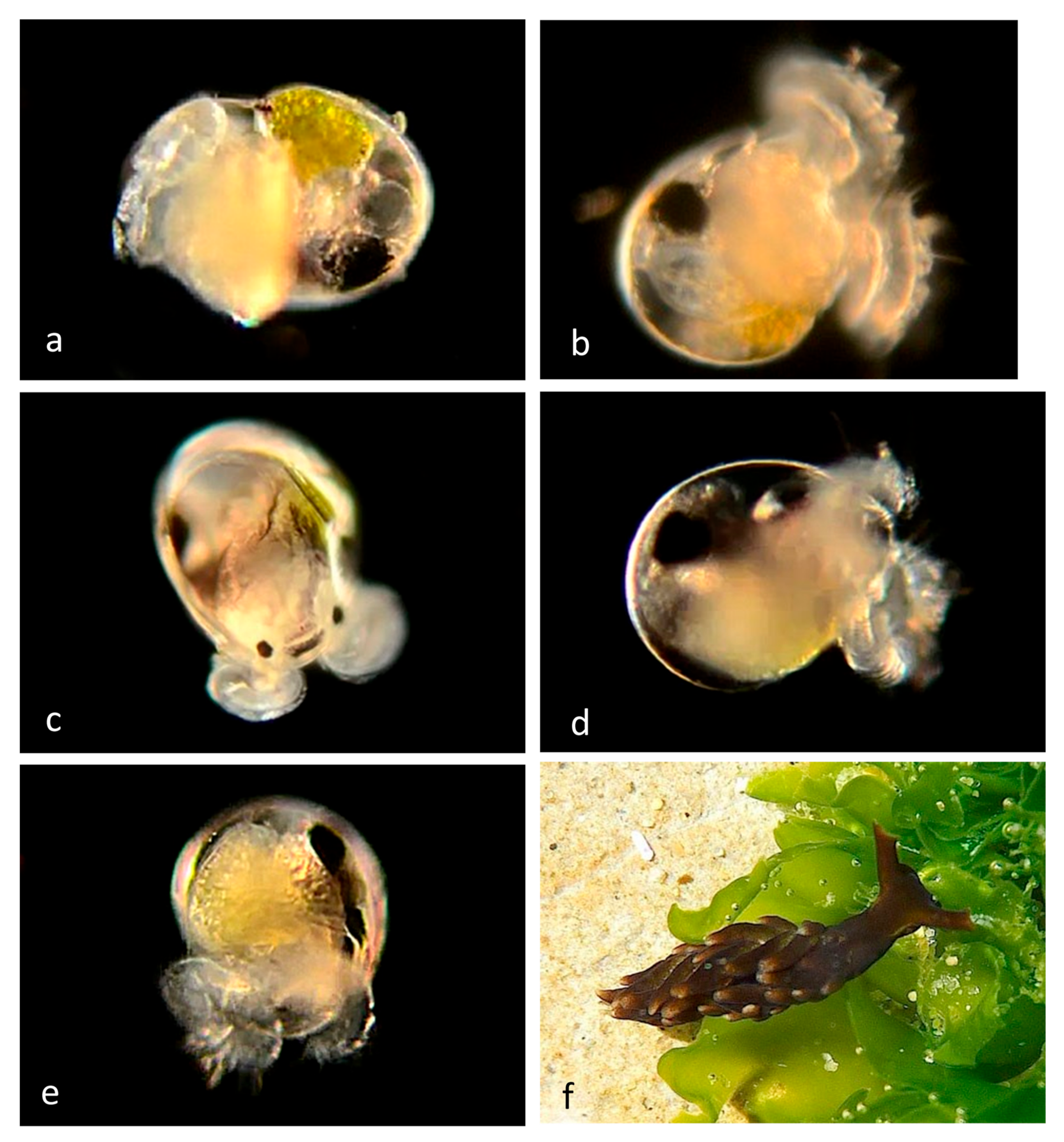 Diversity 14 00912 g011