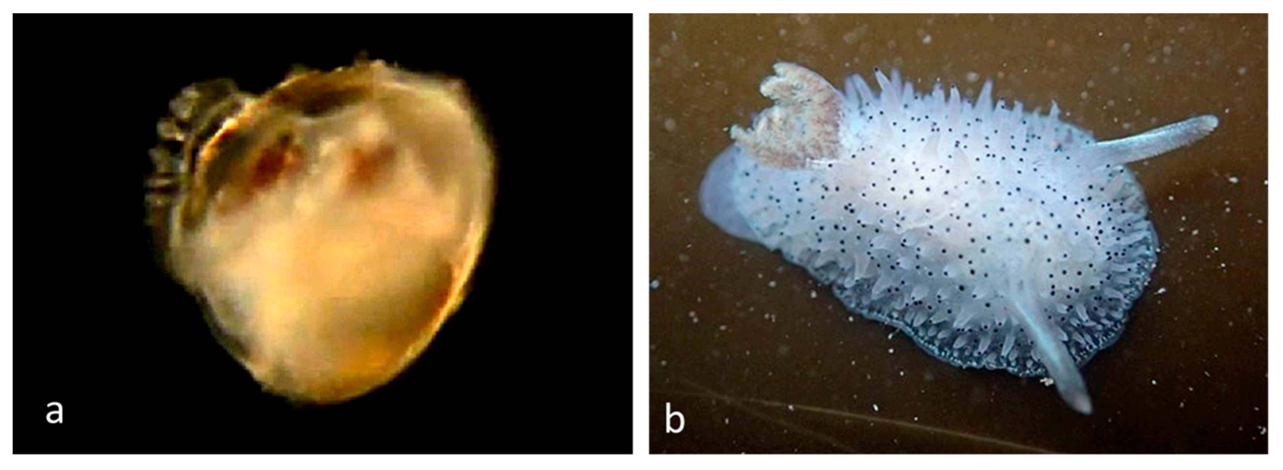 Diversity 14 00912 g012