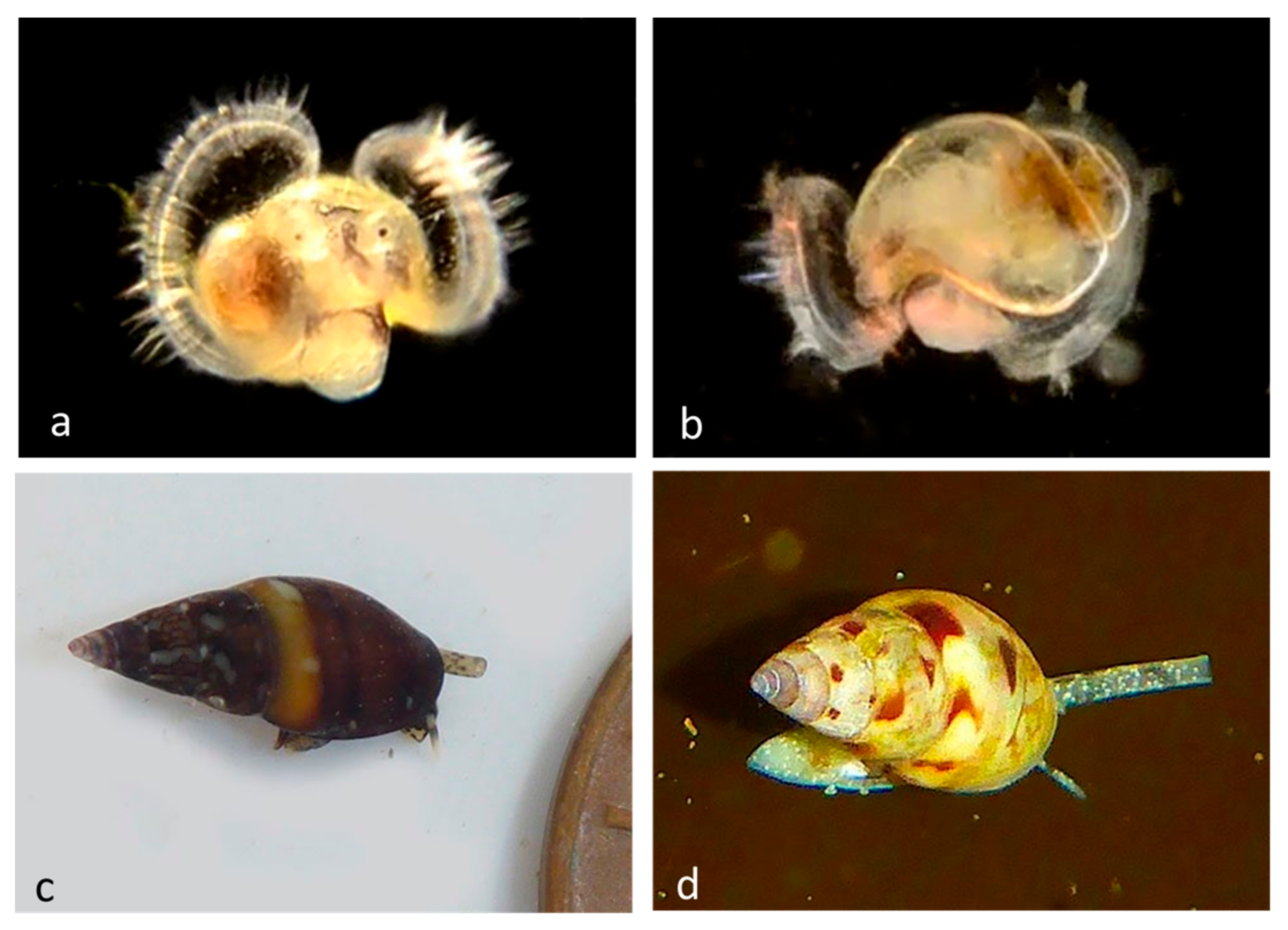 Diversity 14 00912 g013