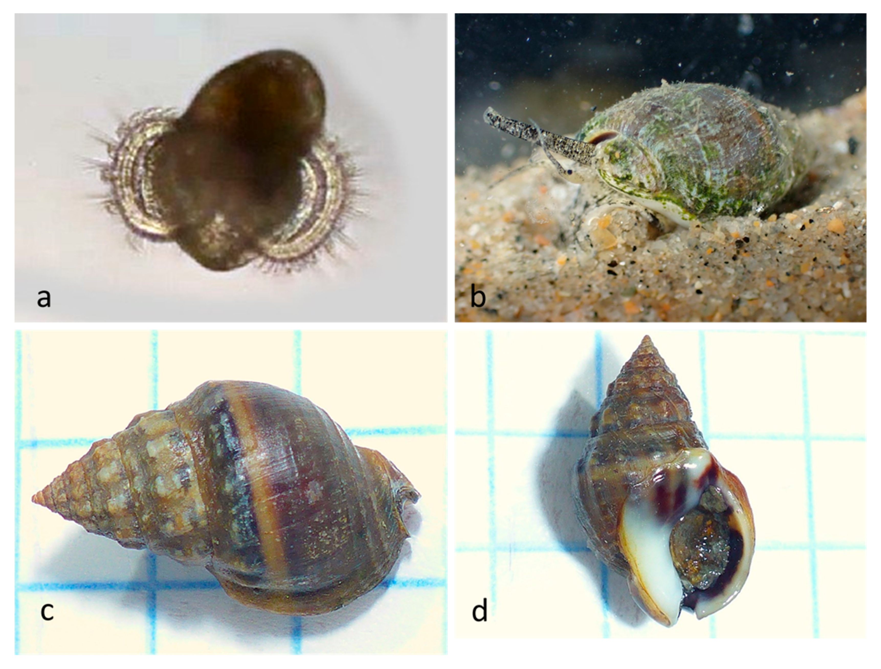 Diversity 14 00912 g014