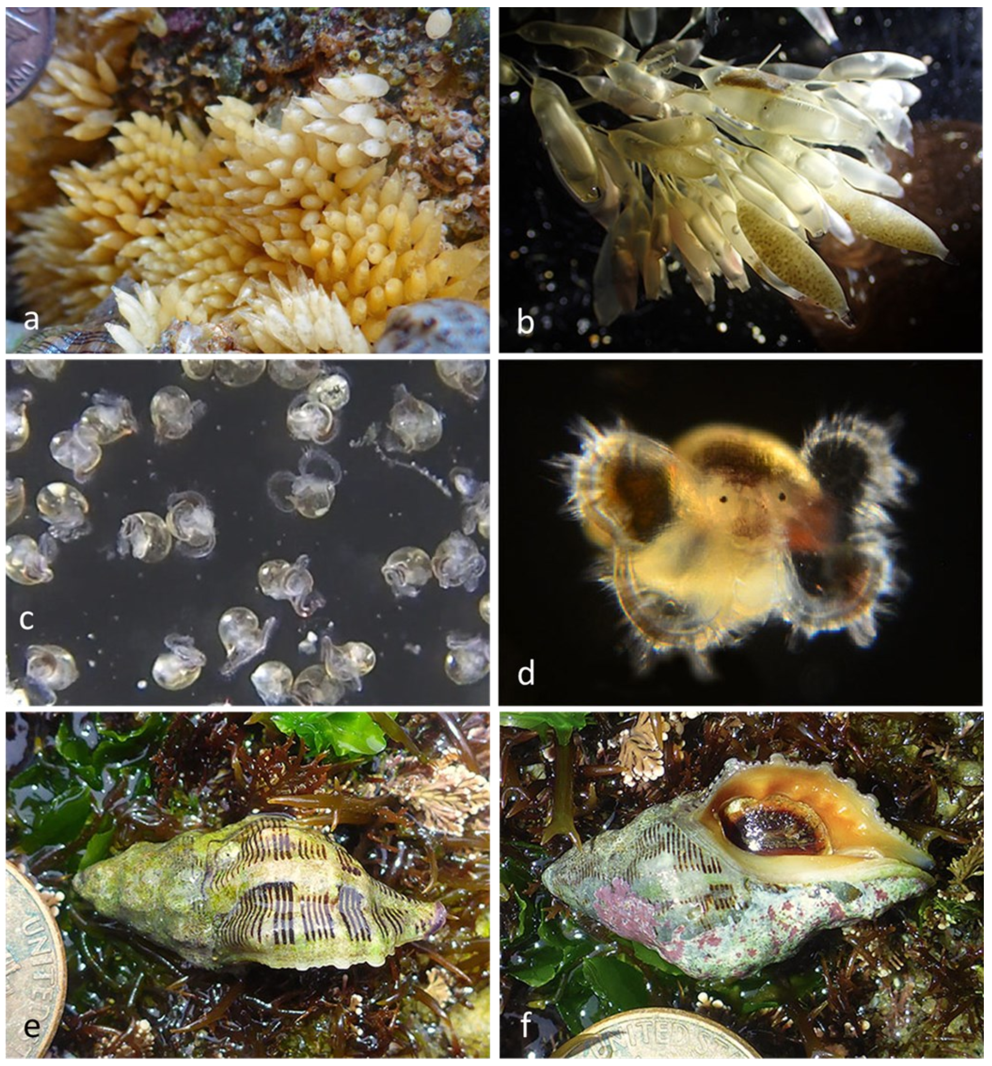 Diversity 14 00912 g015