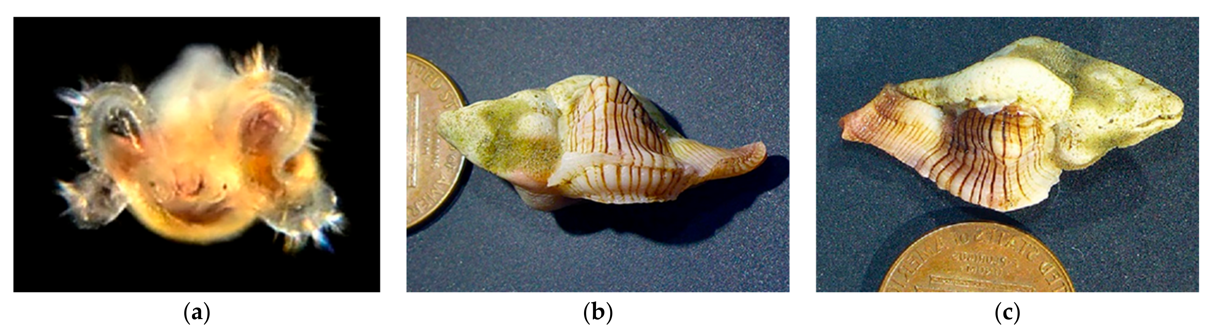 Diversity 14 00912 g016