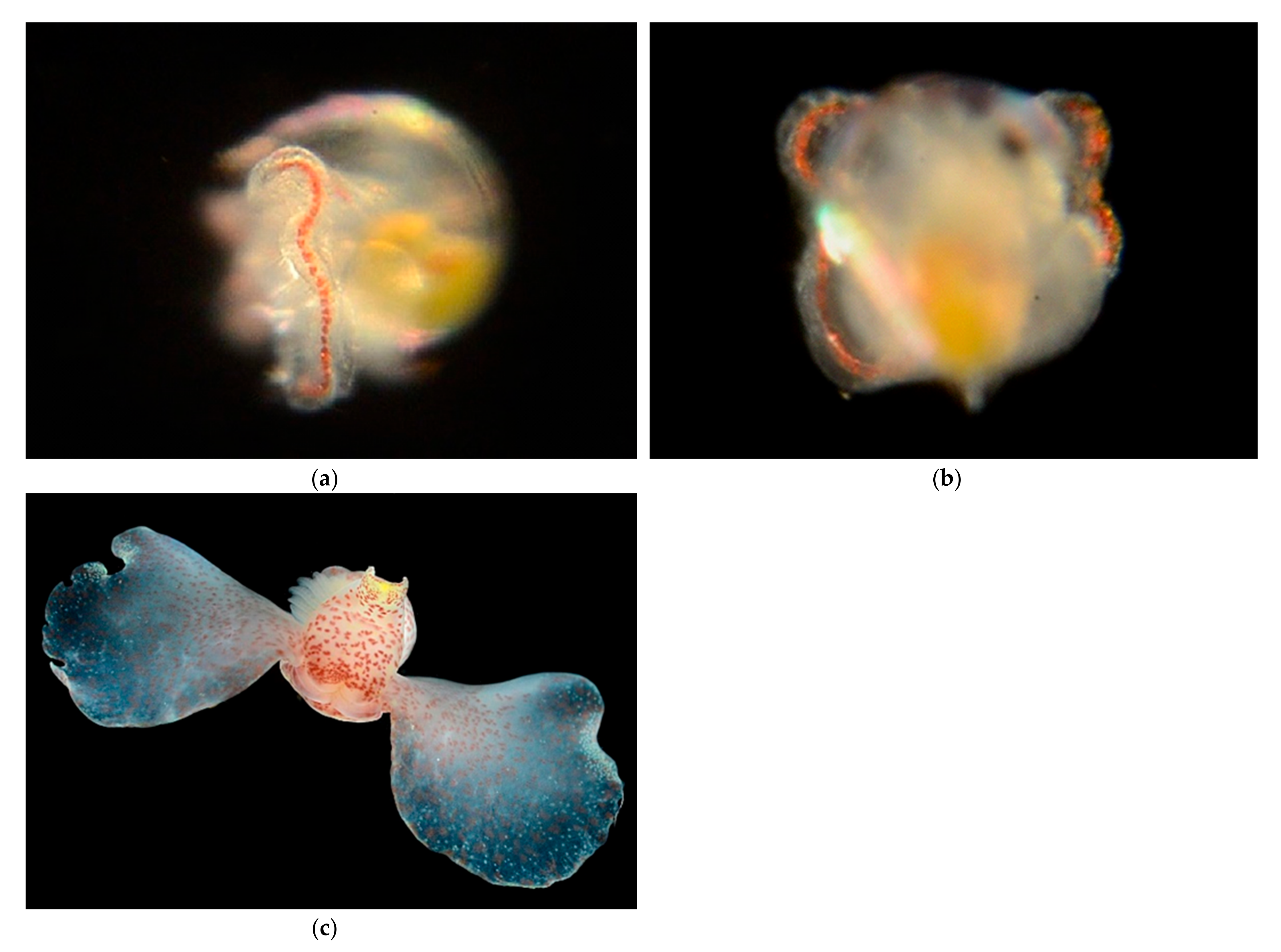 Diversity 14 00912 g018