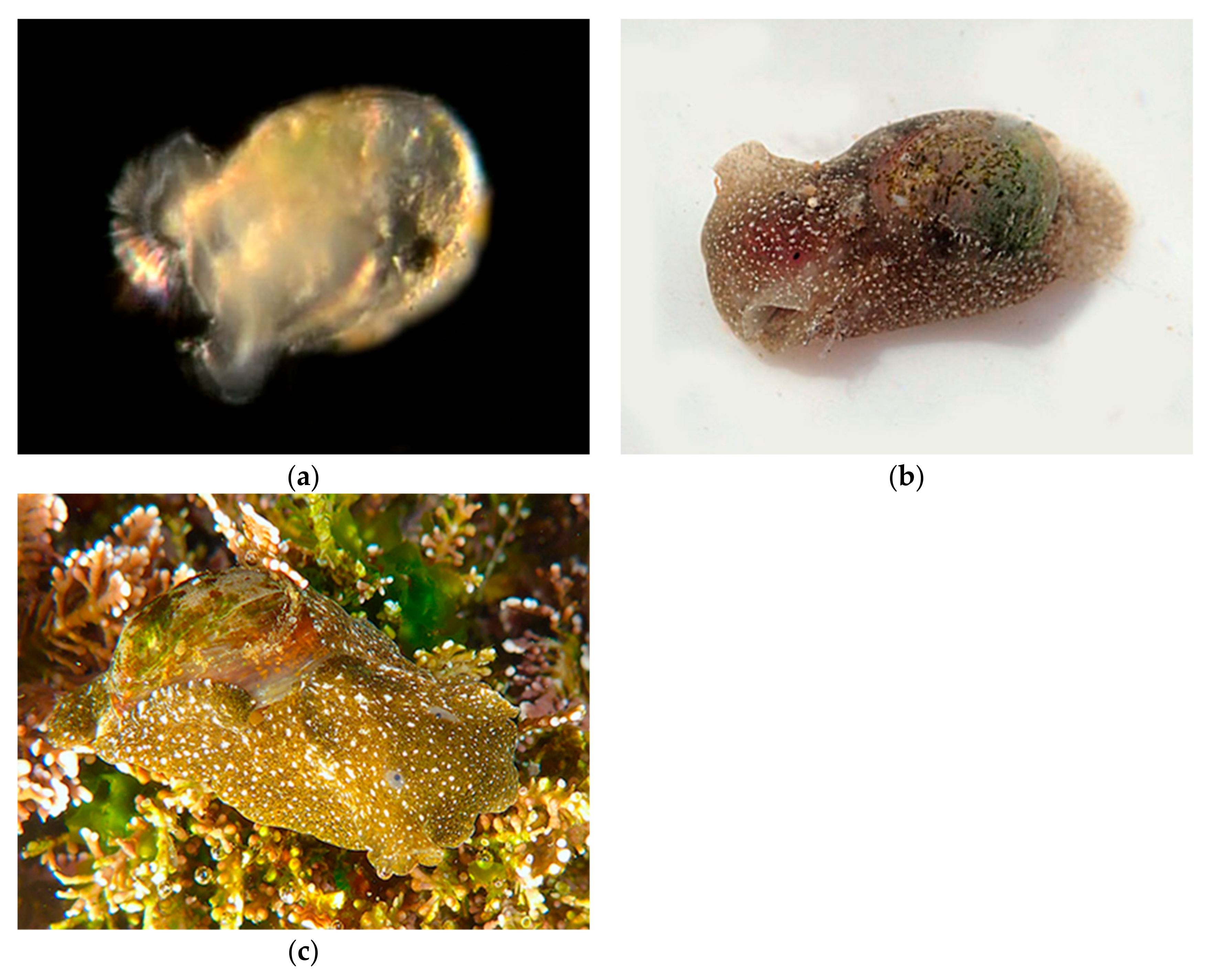 Diversity 14 00912 g019