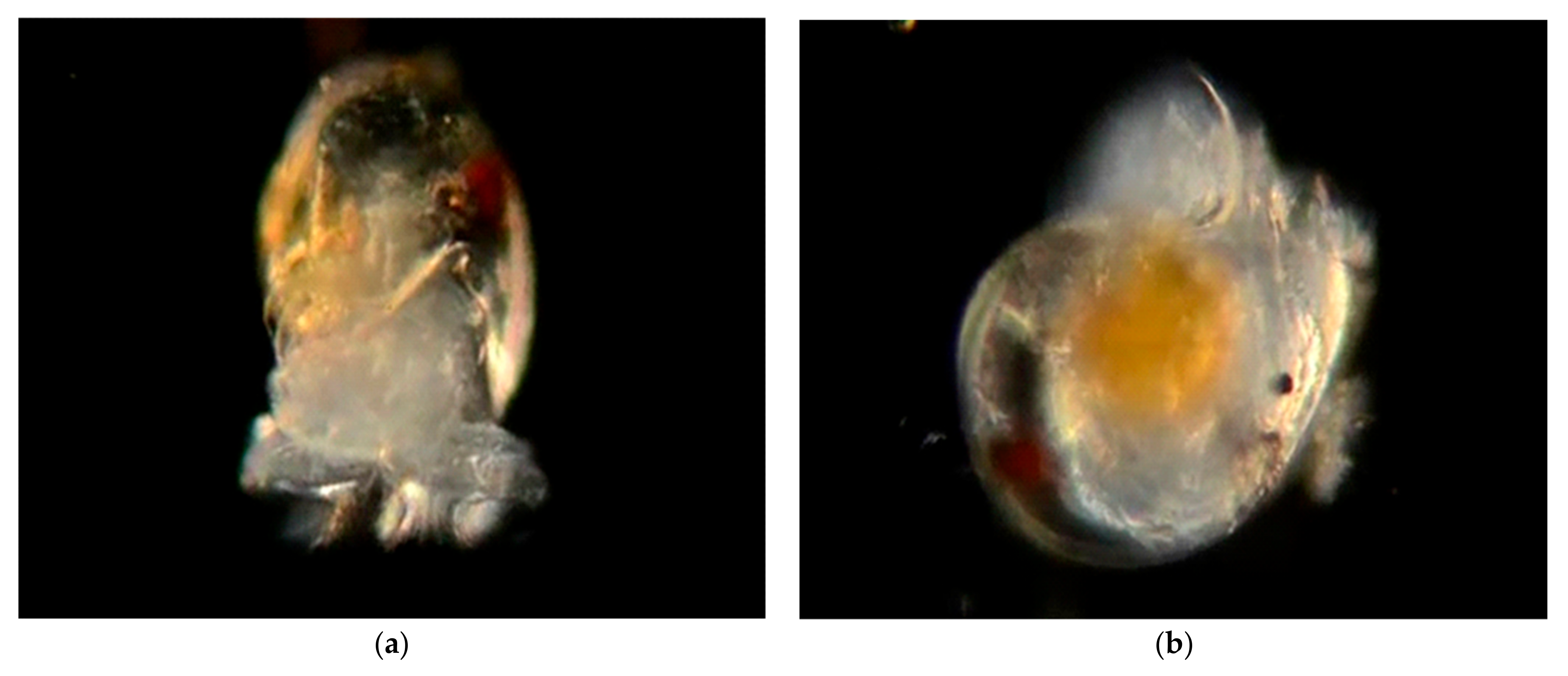 Diversity 14 00912 g020a