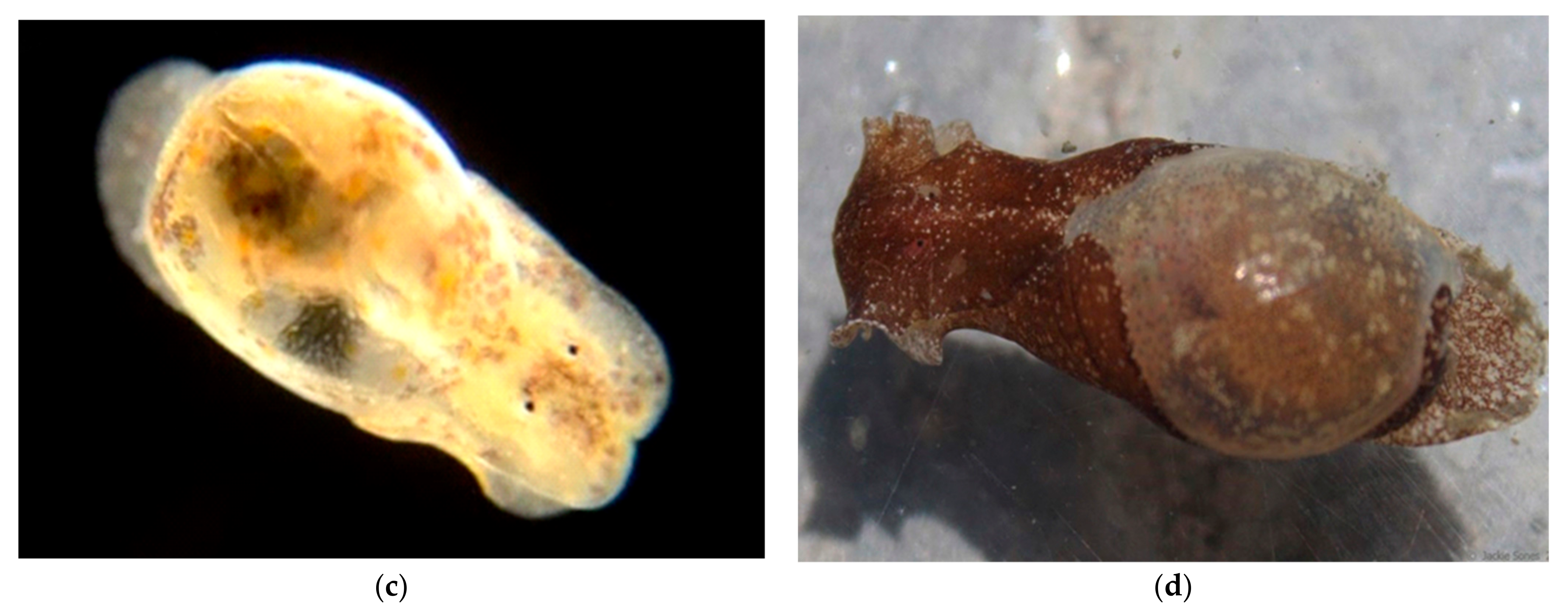 Diversity 14 00912 g020b