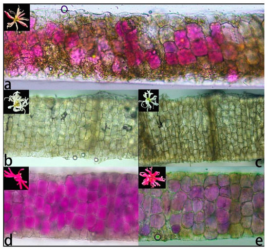 Phenotypic Diversity Analysis of the Progeny Variation of a