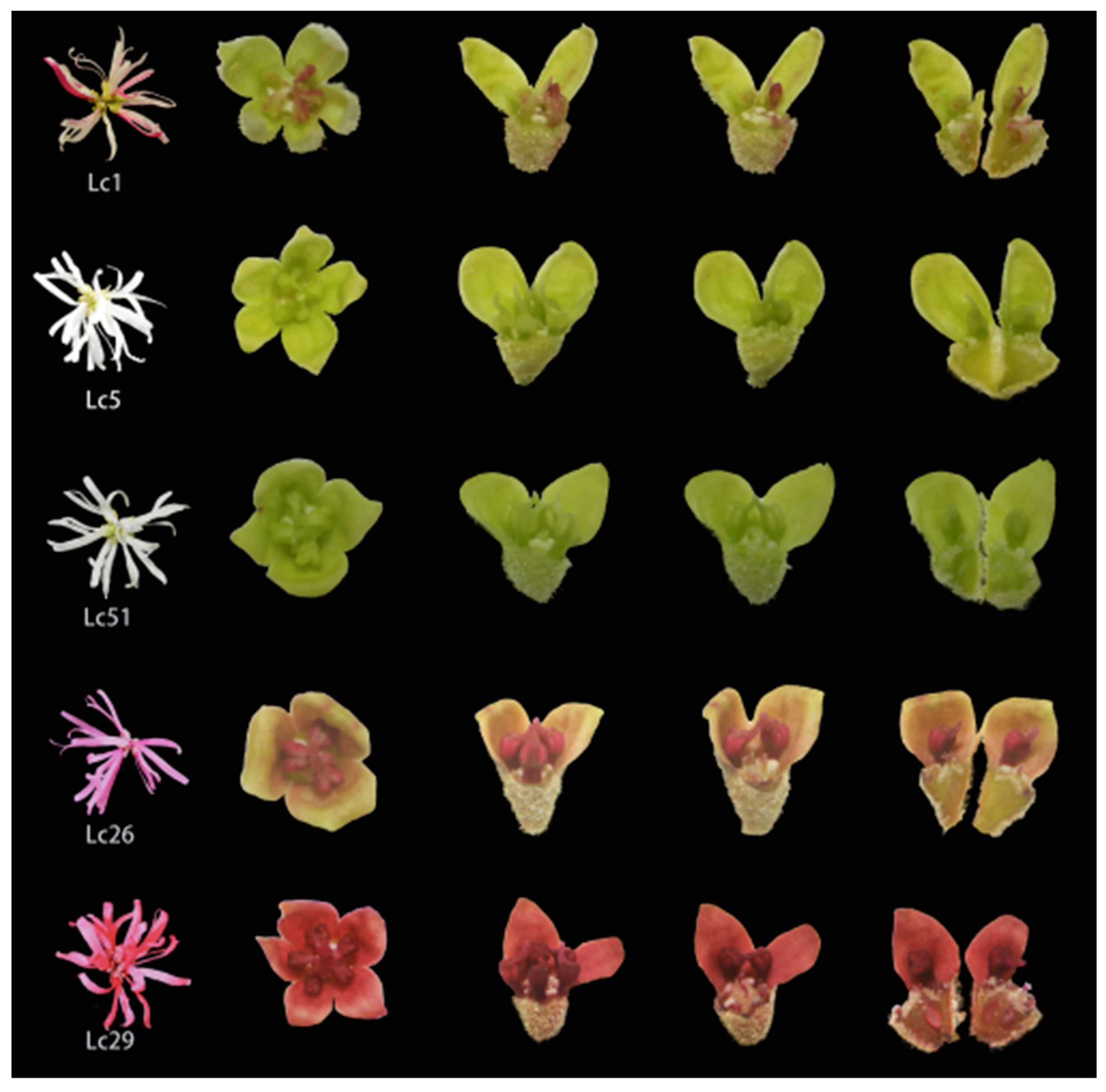 Diversity 14 00913 g006