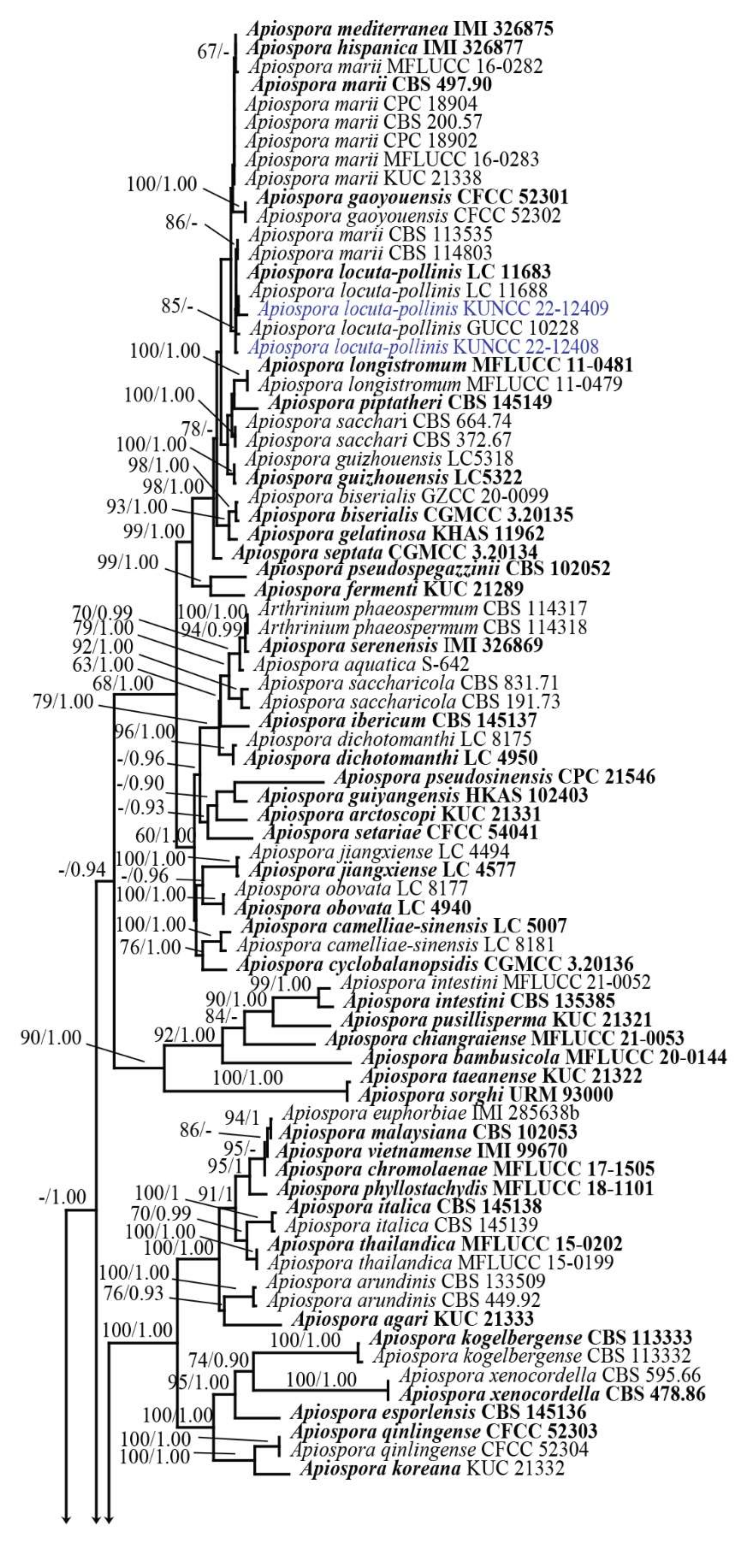 Diversity 14 00918 g001a