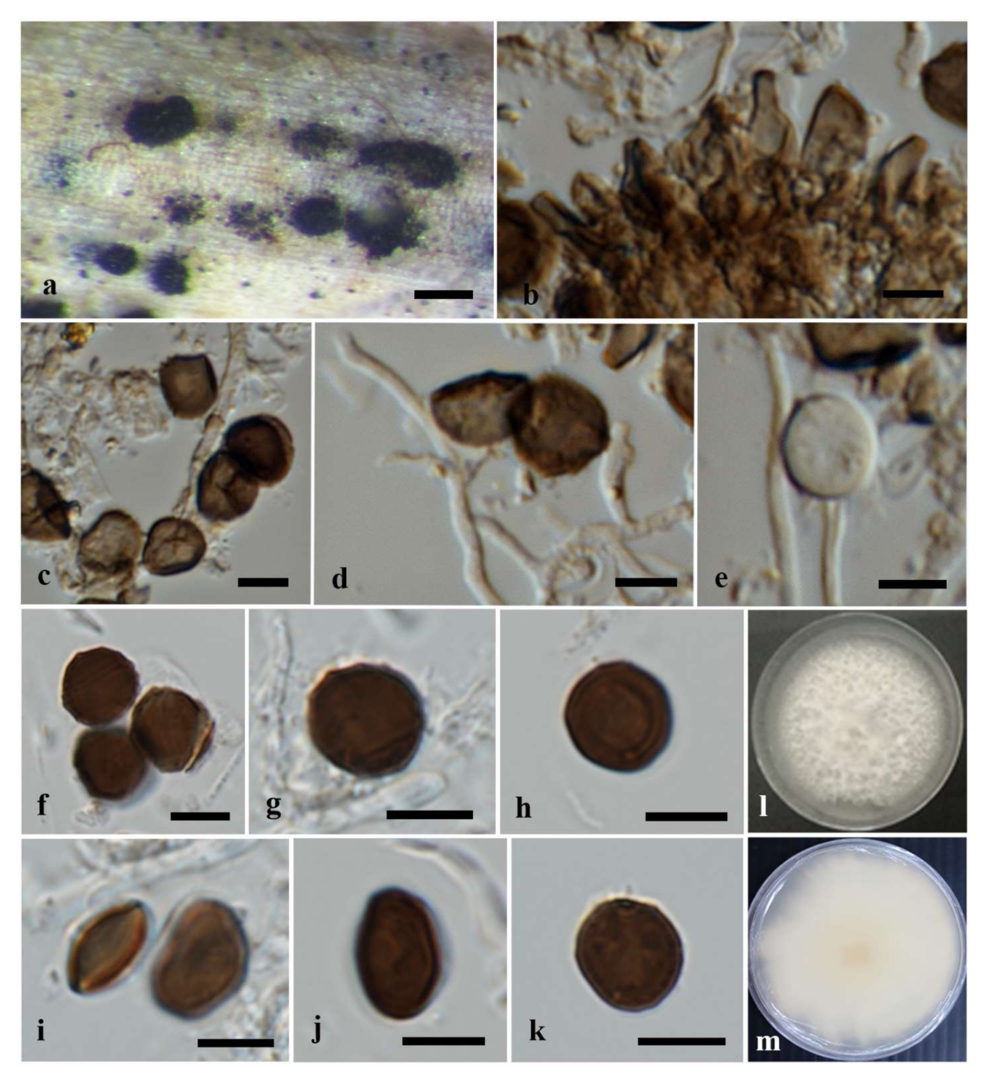 Diversity 14 00918 g003