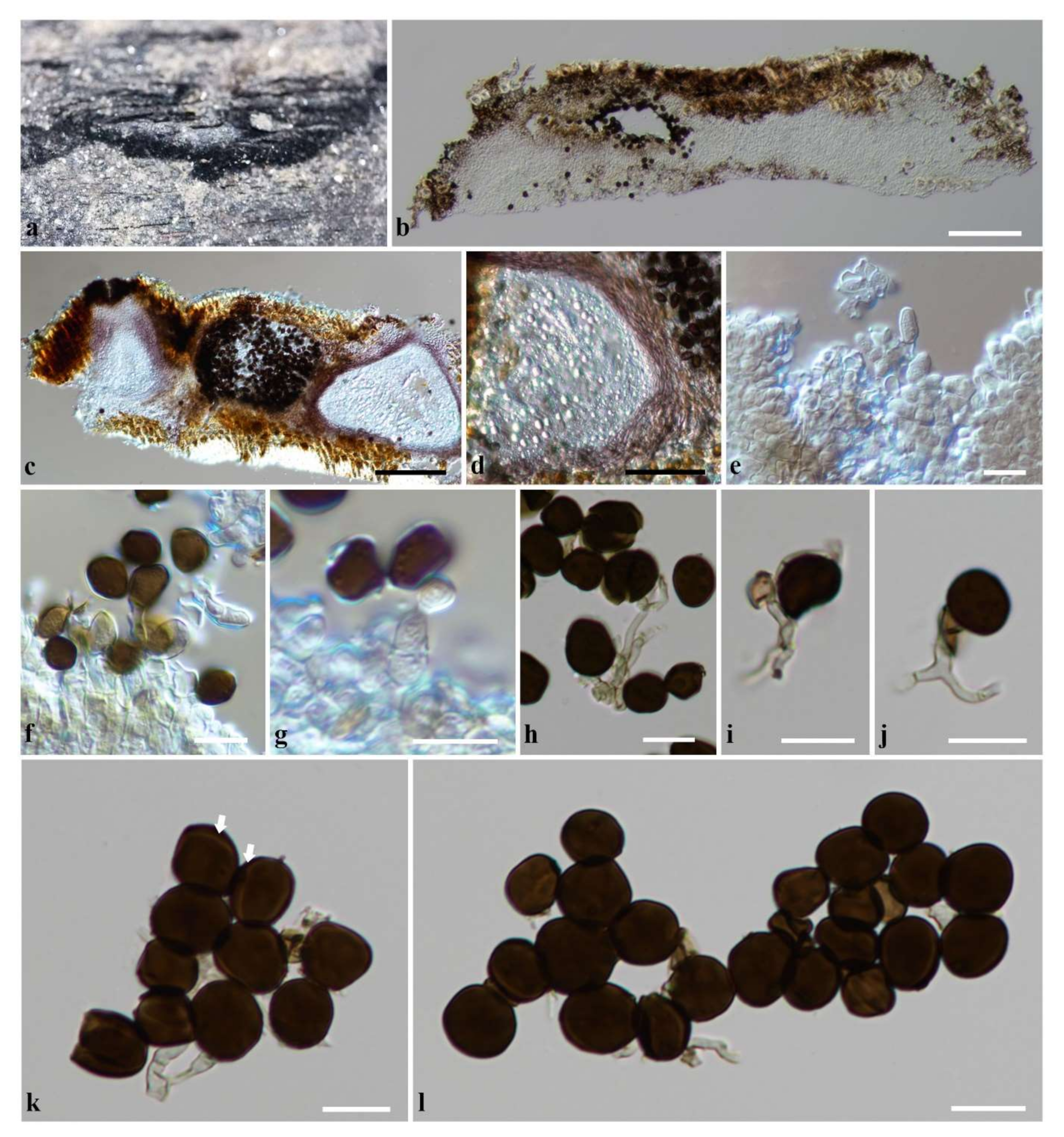 Diversity 14 00918 g004