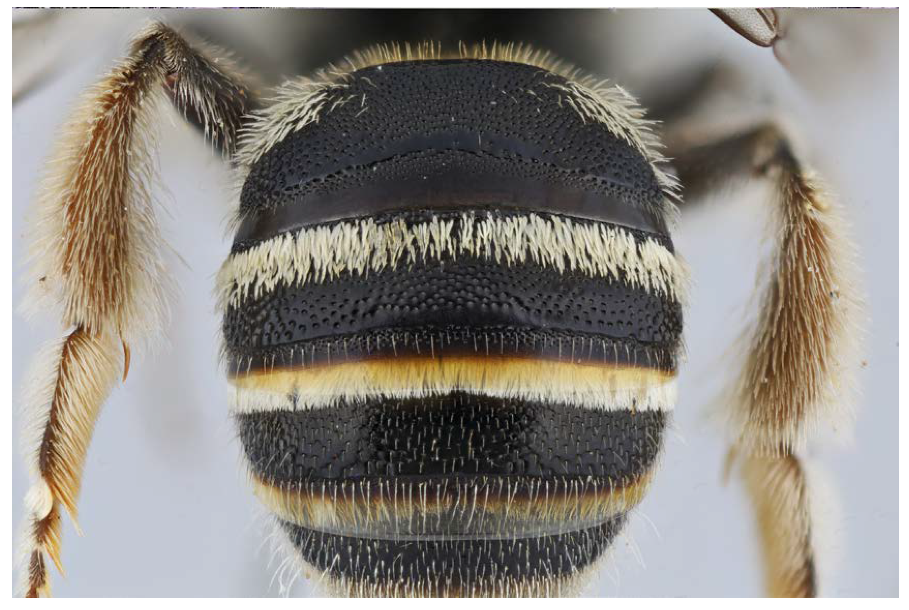 Diversity 14 00920 g006