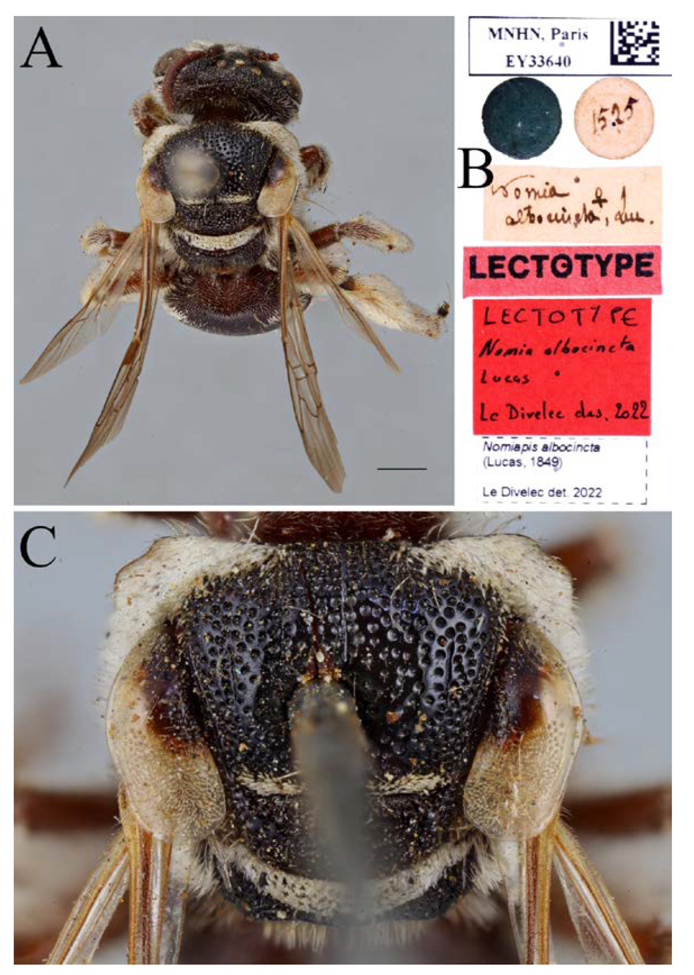 Diversity 14 00920 g008