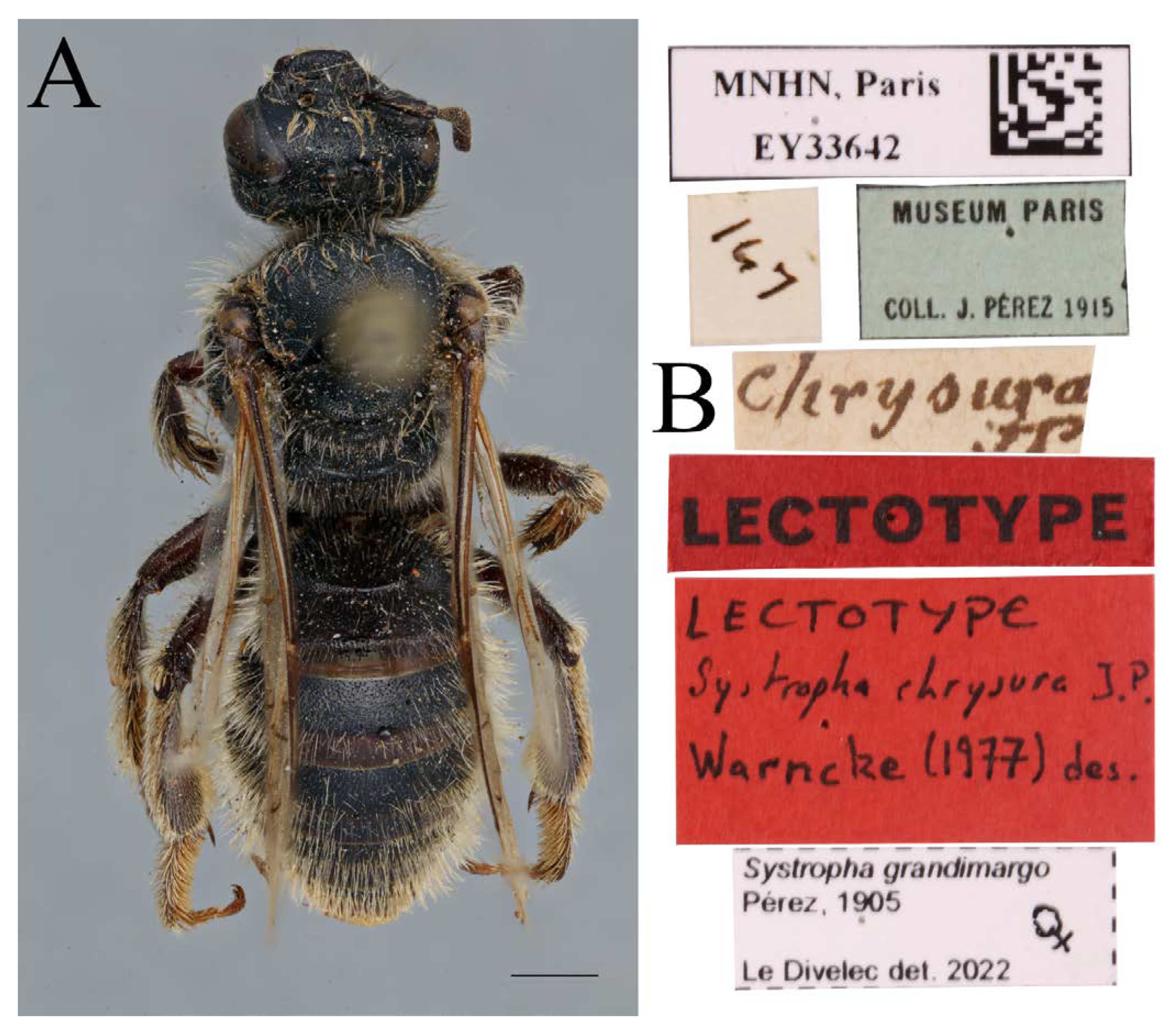 Diversity 14 00920 g017