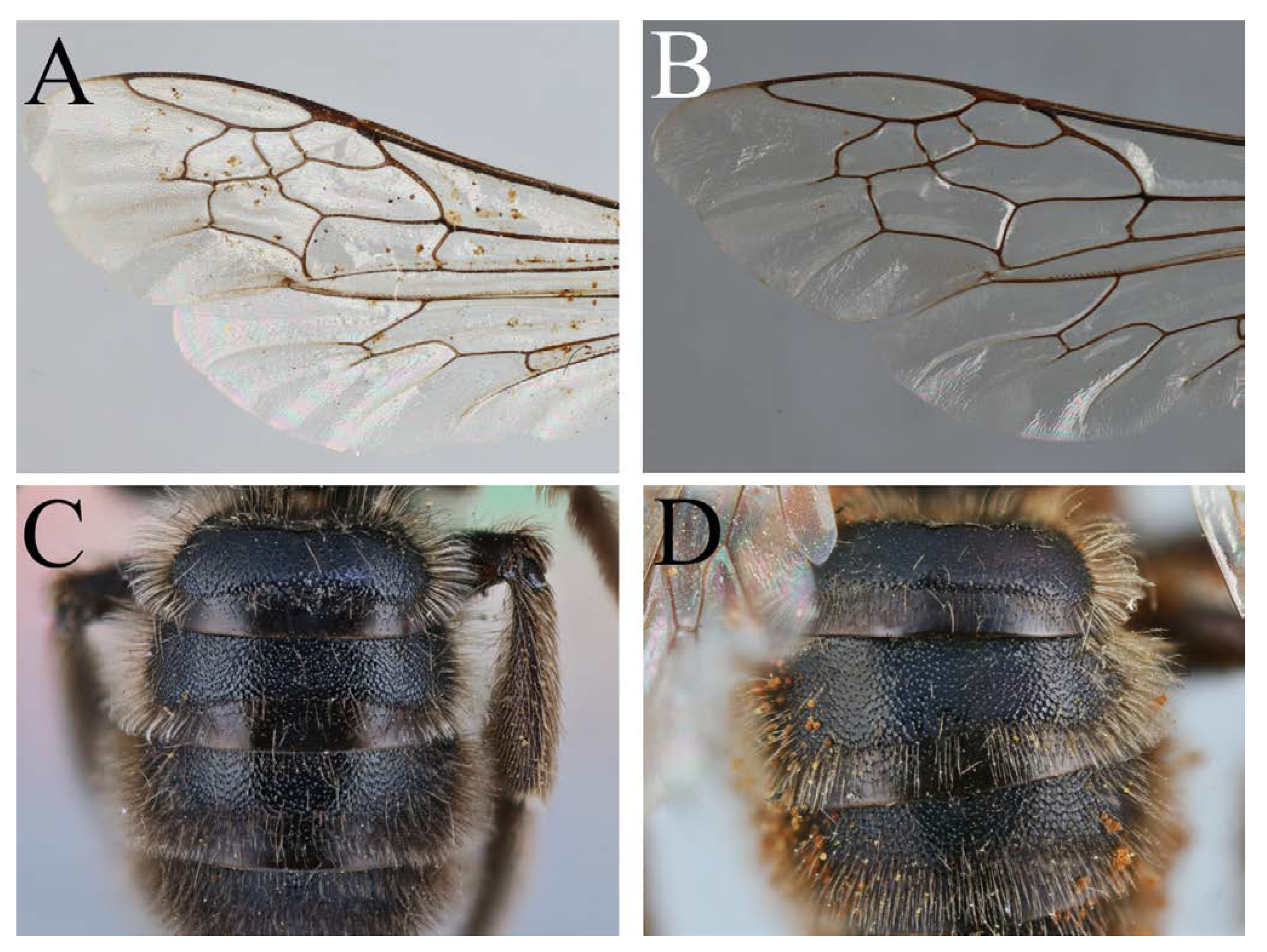 Diversity 14 00920 g019