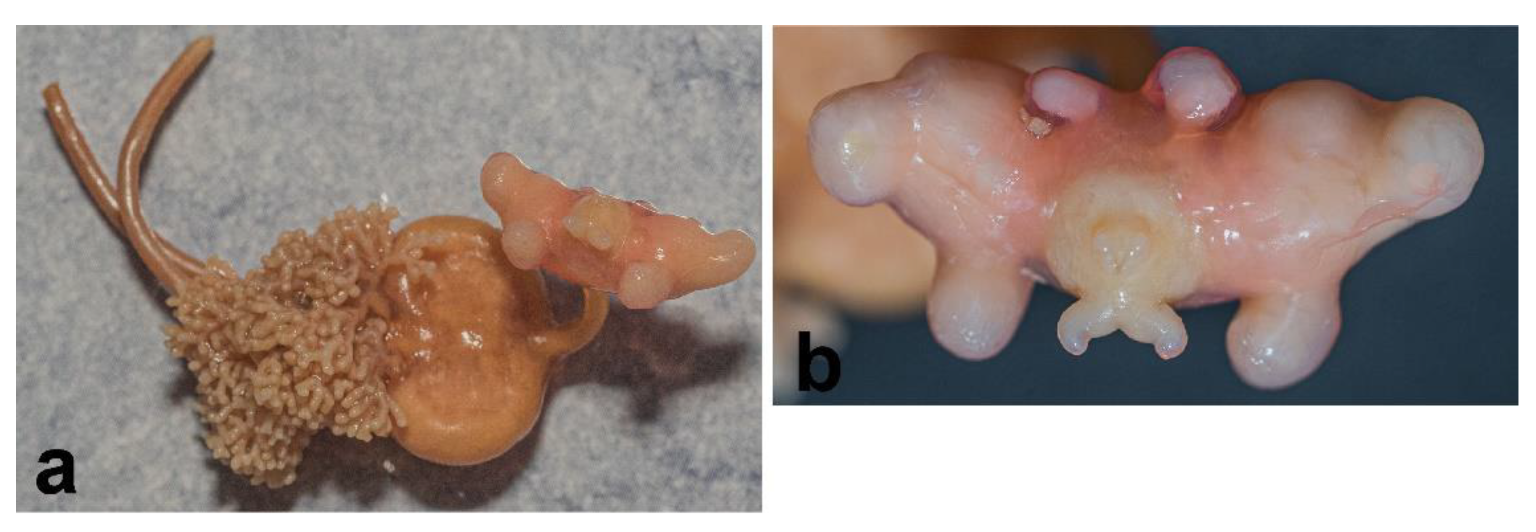 Diversity 14 00929 g001 Diversity 14 00929 g001