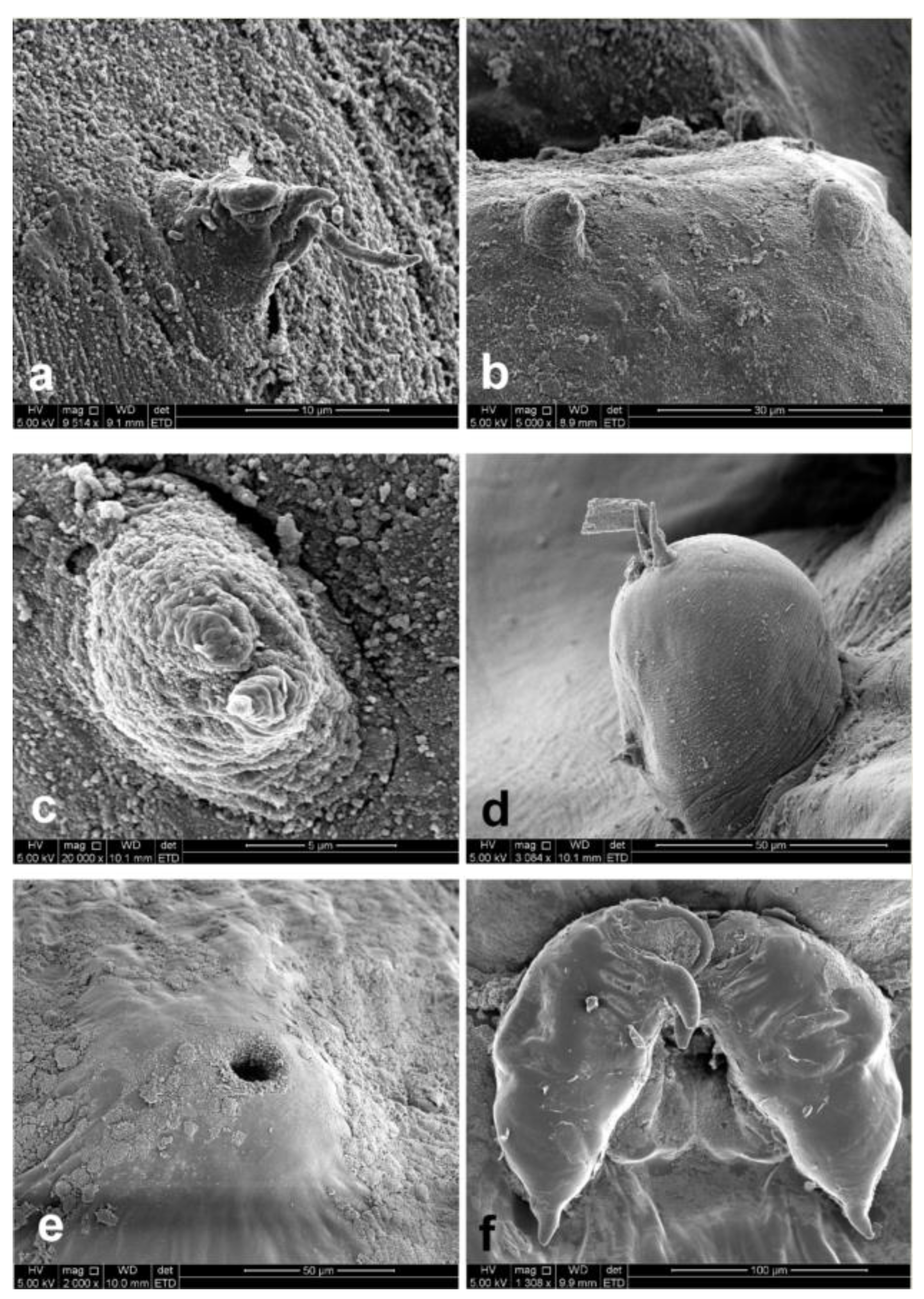 Diversity 14 00929 g003 Diversity 14 00929 g003