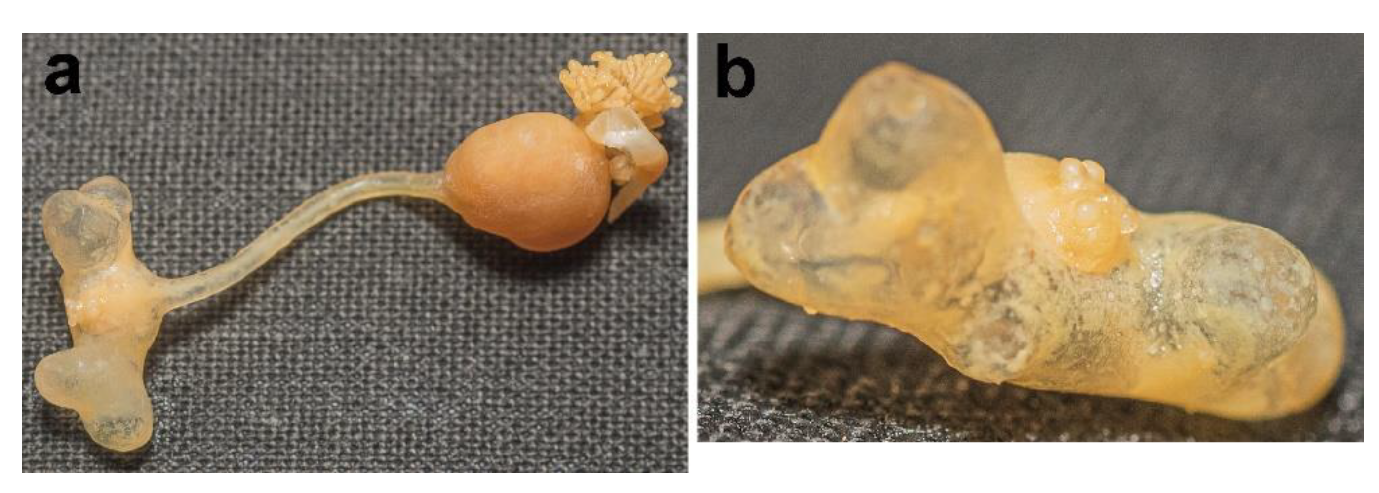 Diversity 14 00929 g005 Diversity 14 00929 g005