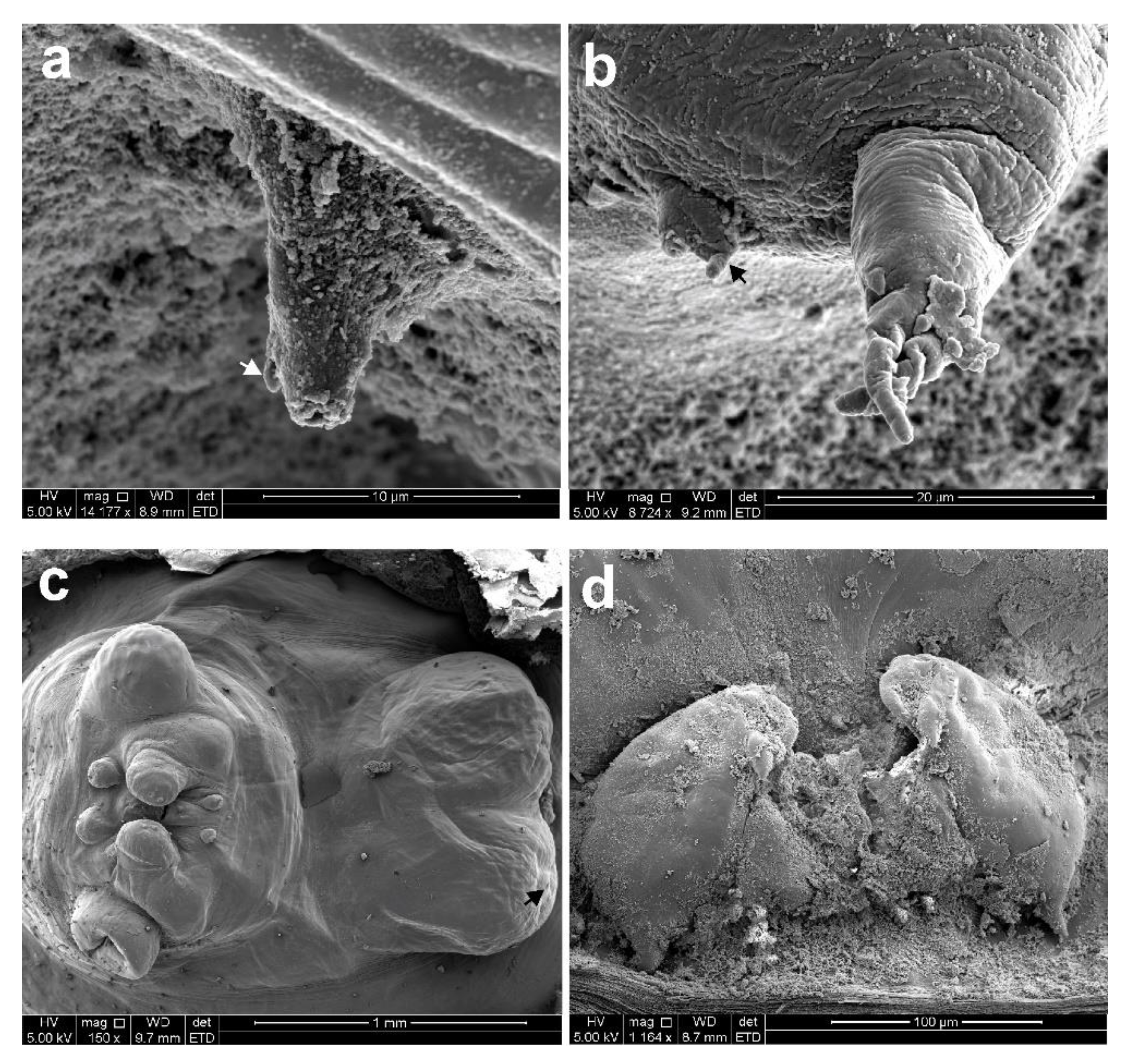 Diversity 14 00929 g007 Diversity 14 00929 g007