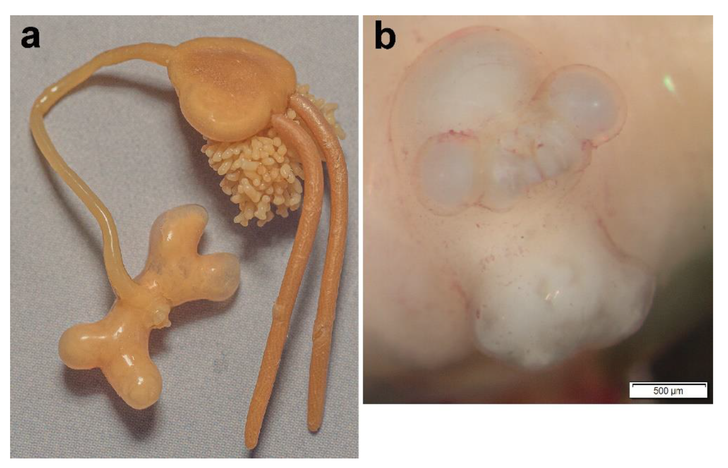 Diversity 14 00929 g008 Diversity 14 00929 g008