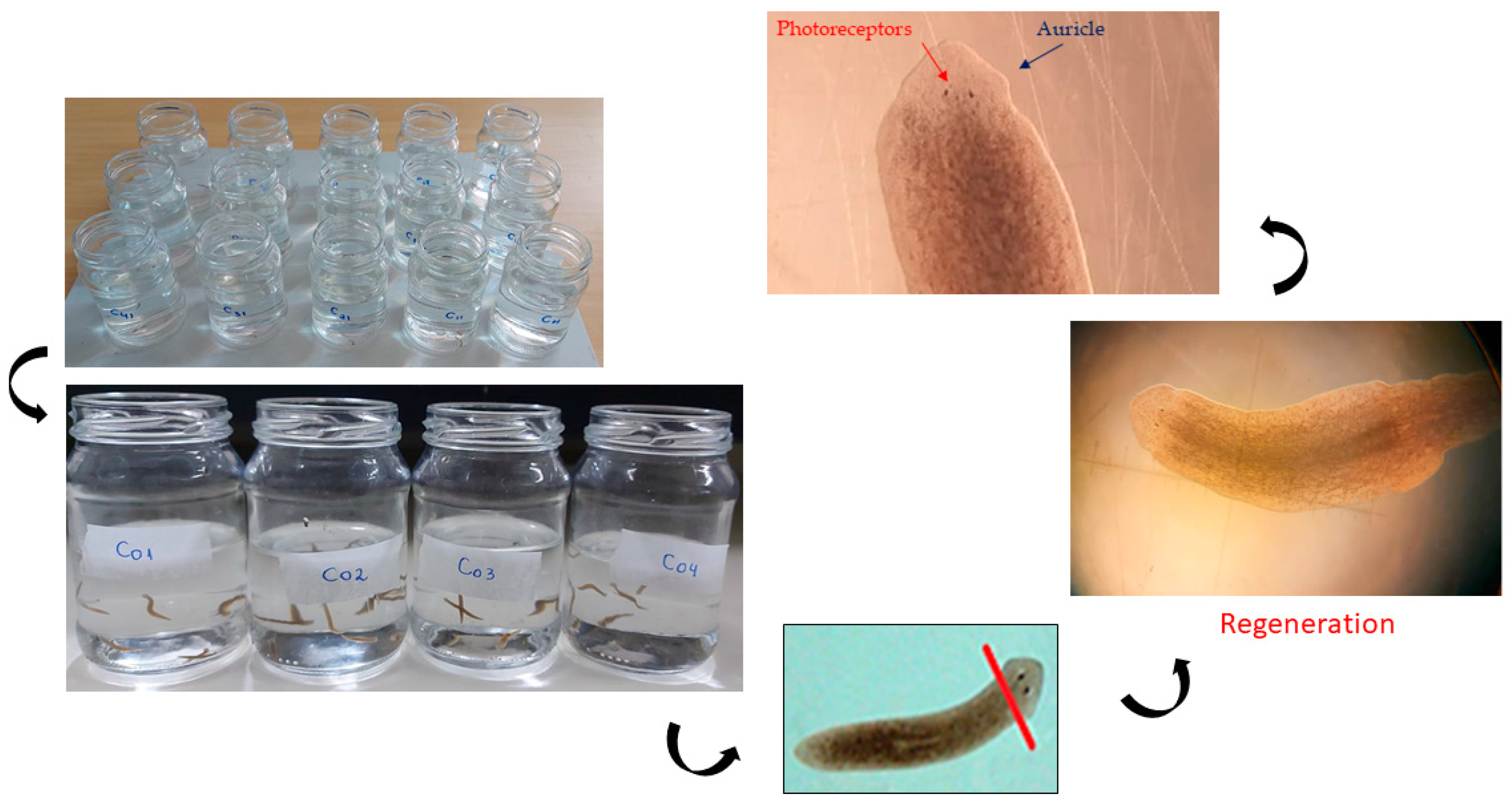 Diversity 14 00931 g003 Diversity 14 00931 g003