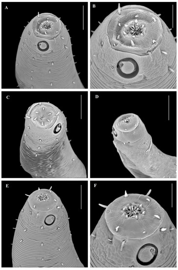 【新品】Black Onyx Severed Bot Head / threeA Black Onyx Severed Bot Head/threeA Black Onyx Severed Bot