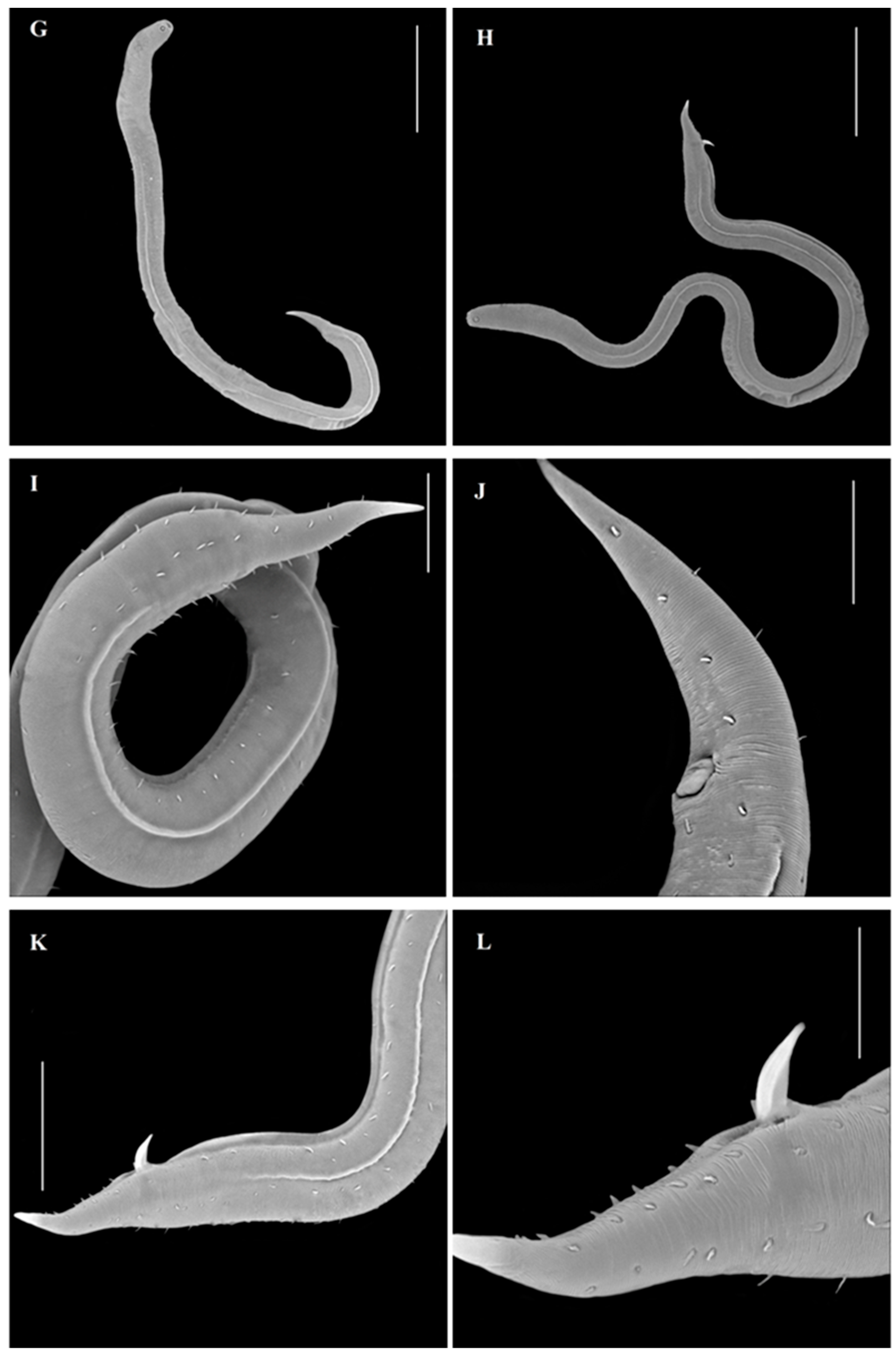 Diversity 14 00933 g001b