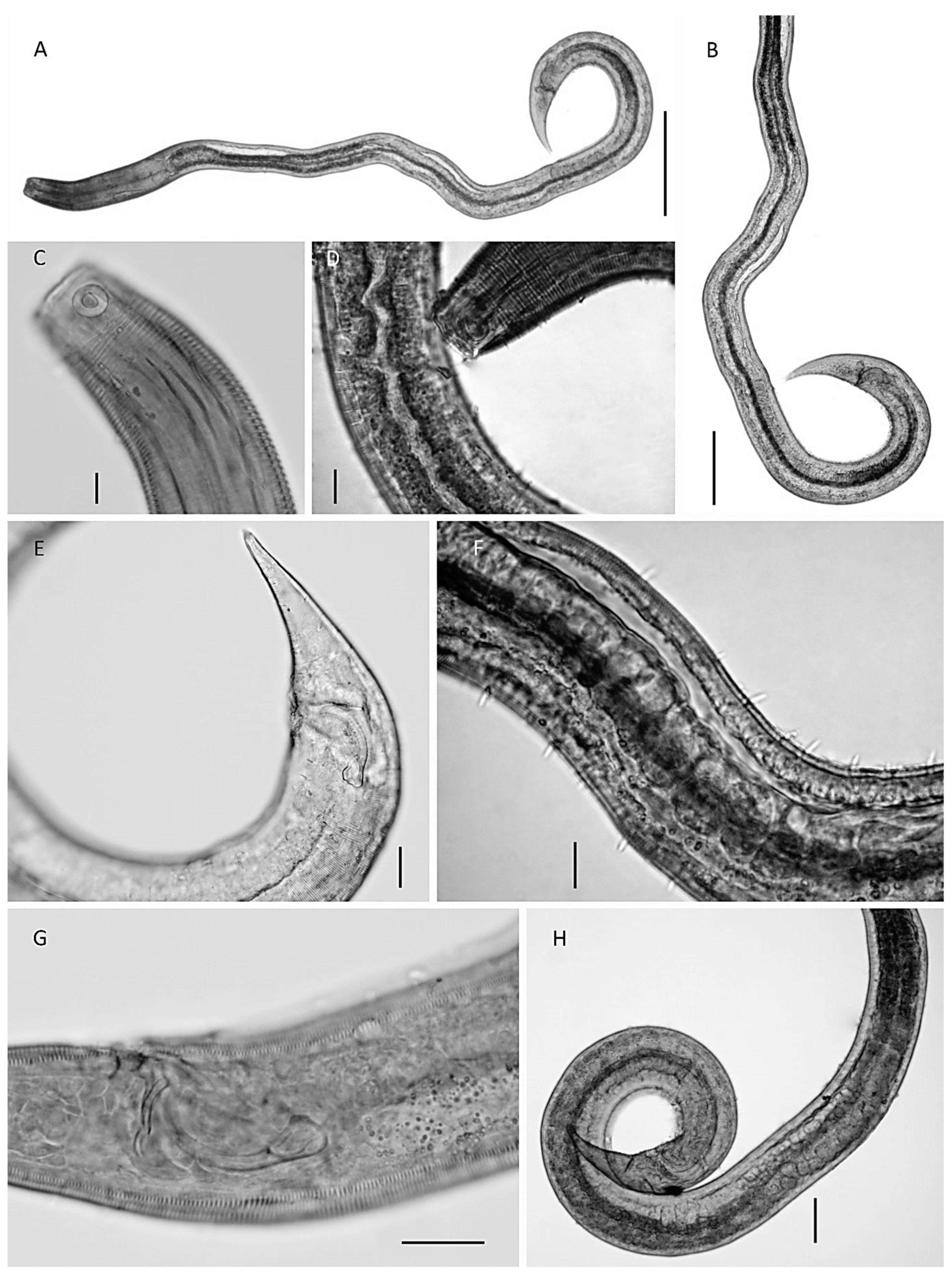 Diversity 14 00933 g002