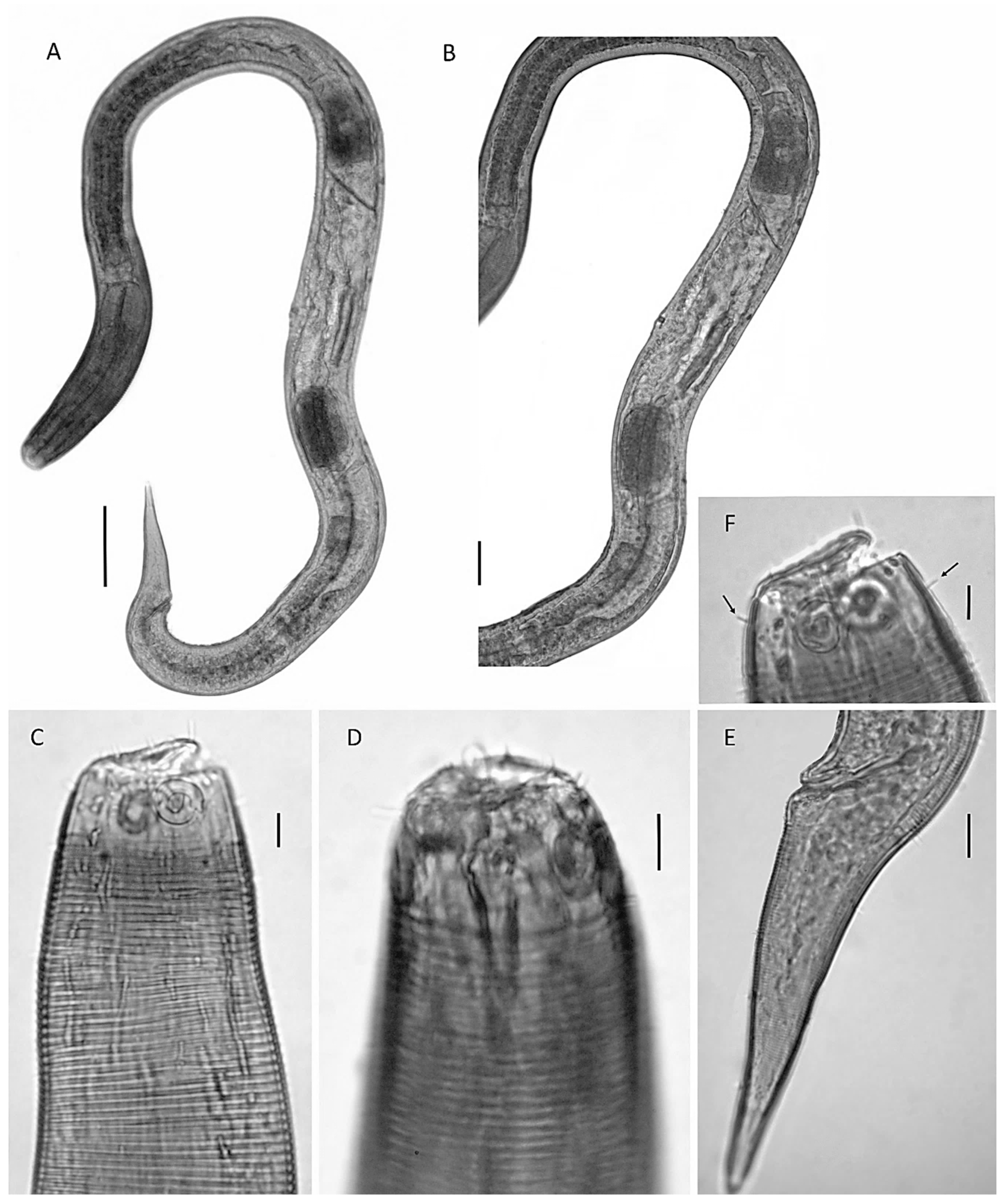 Diversity 14 00933 g003