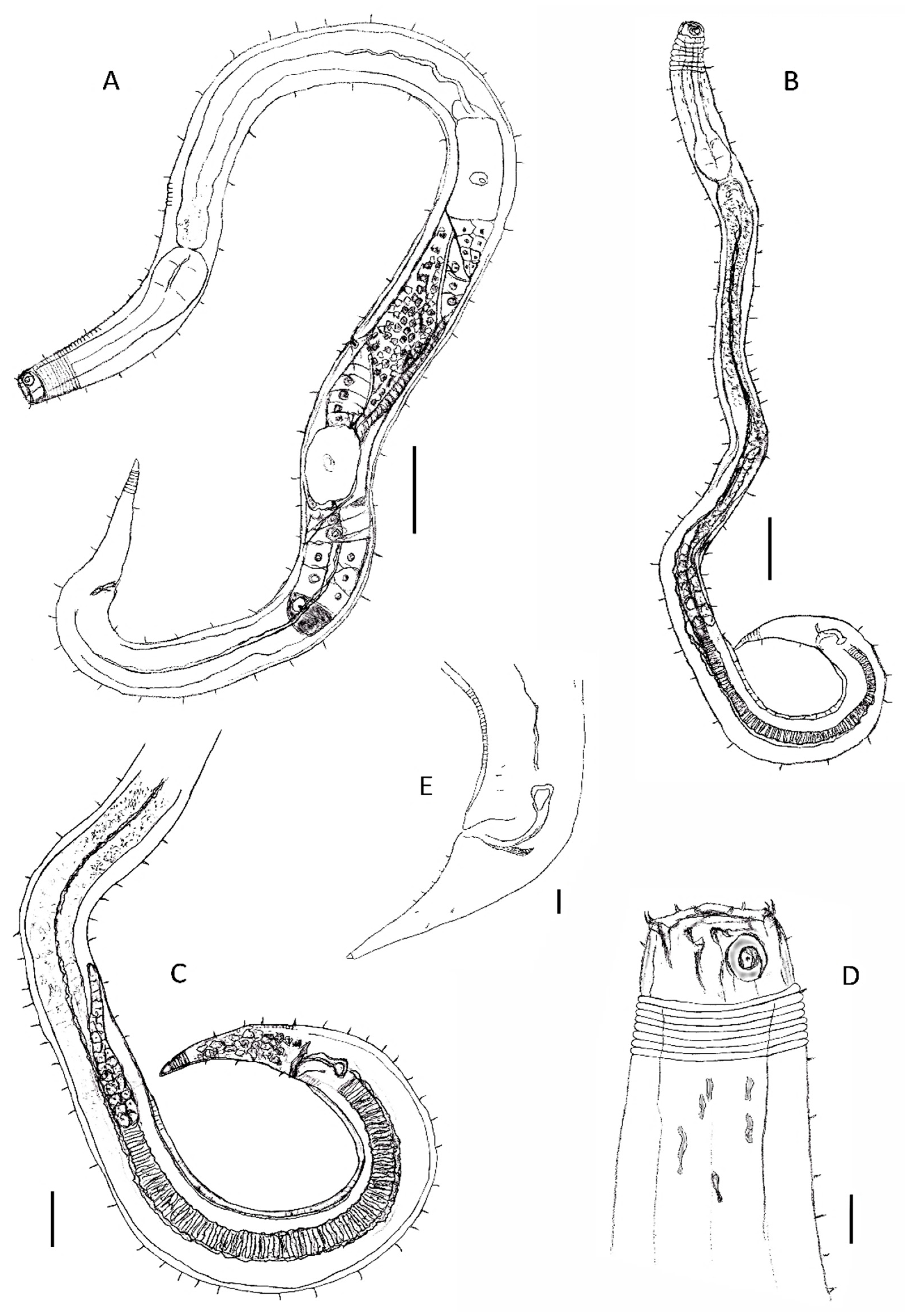 Diversity 14 00933 g004