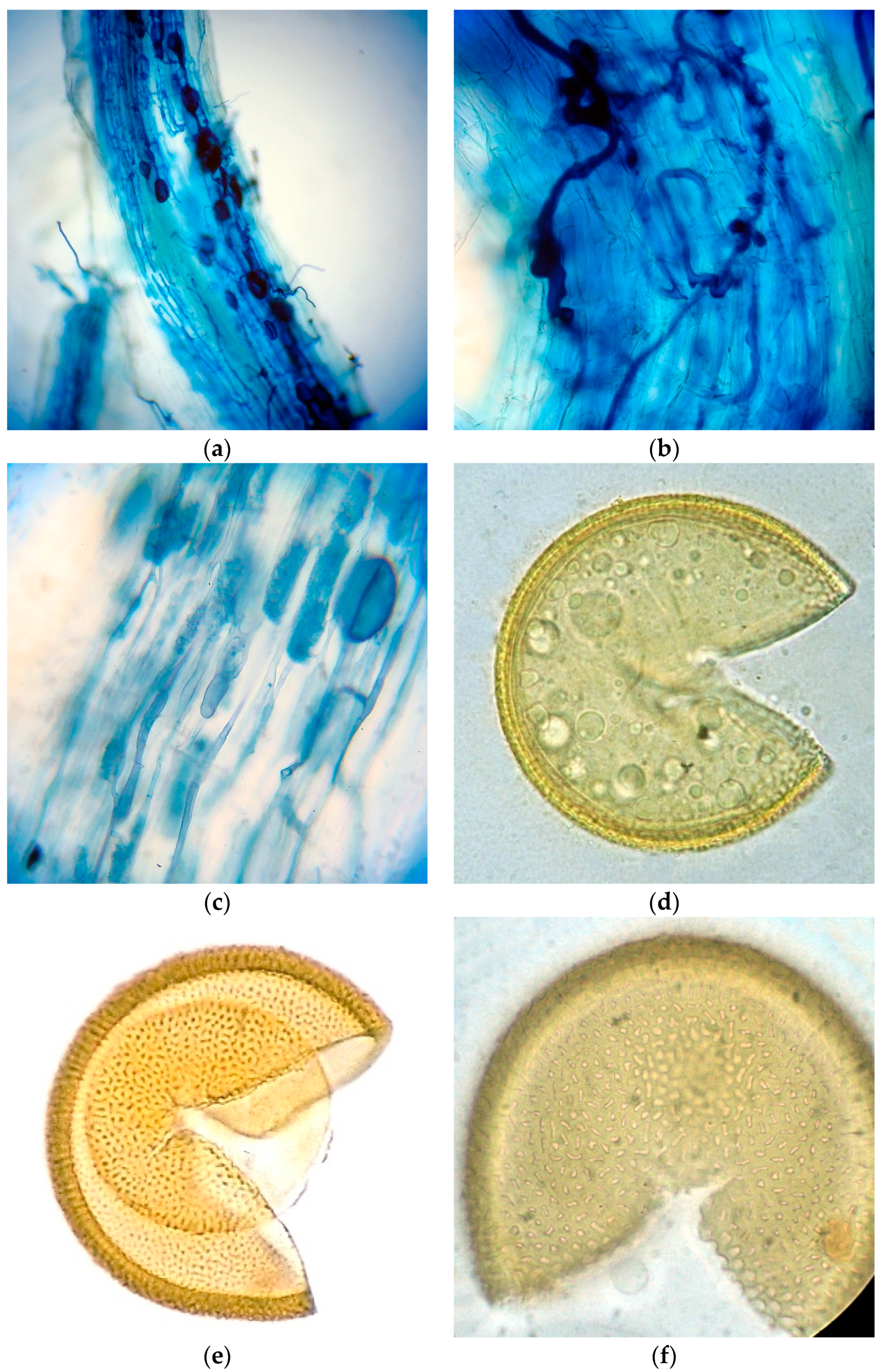 Diversity 14 00938 g005a