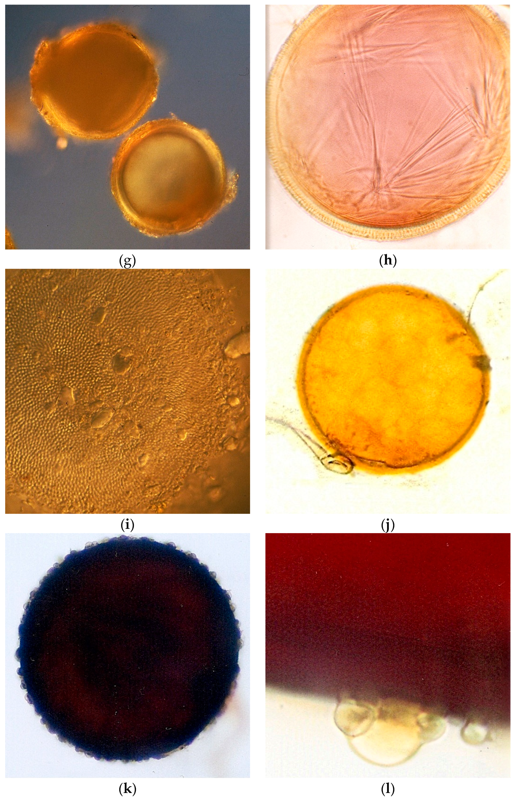 Diversity 14 00938 g005b