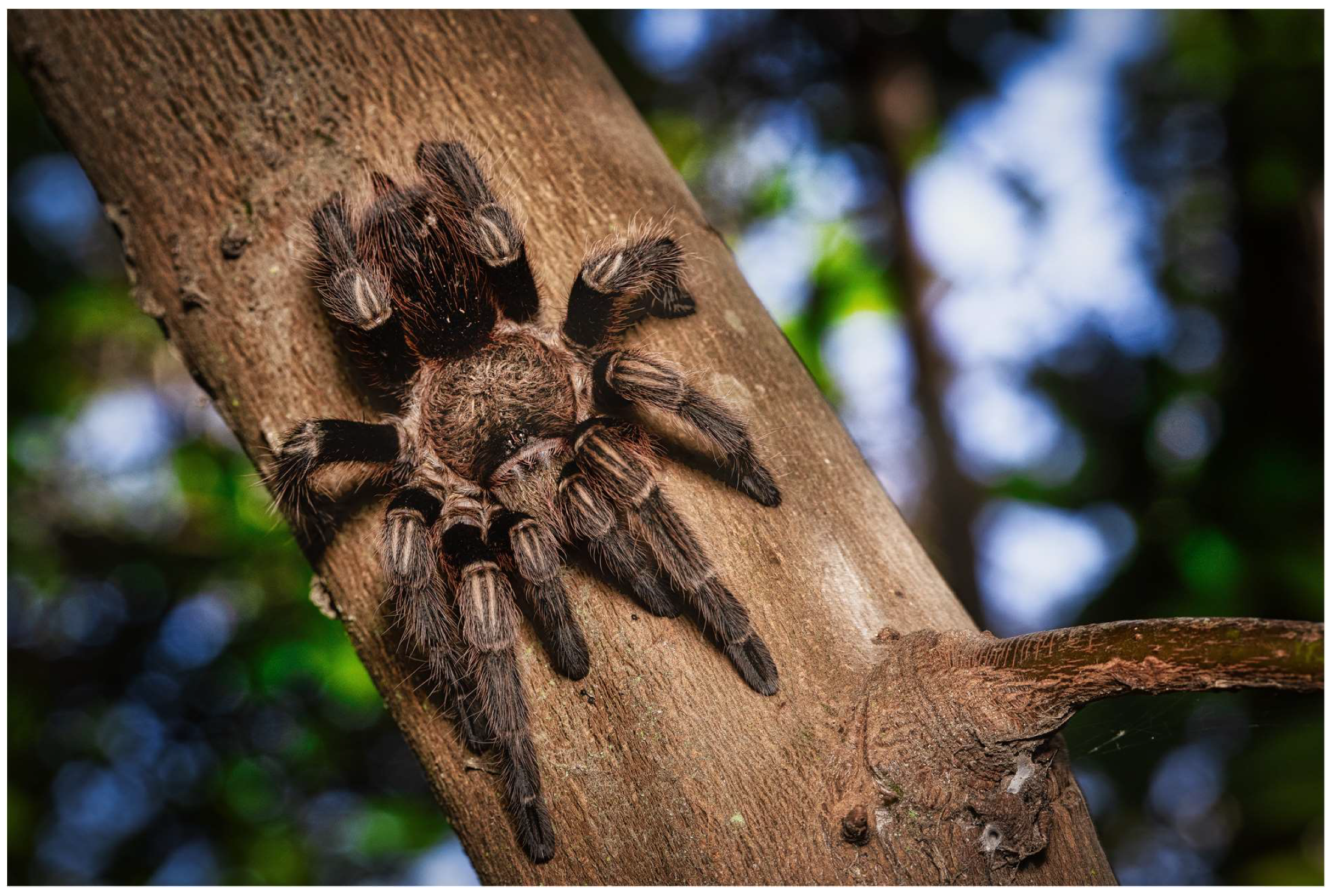 Diversity 14 00946 g002