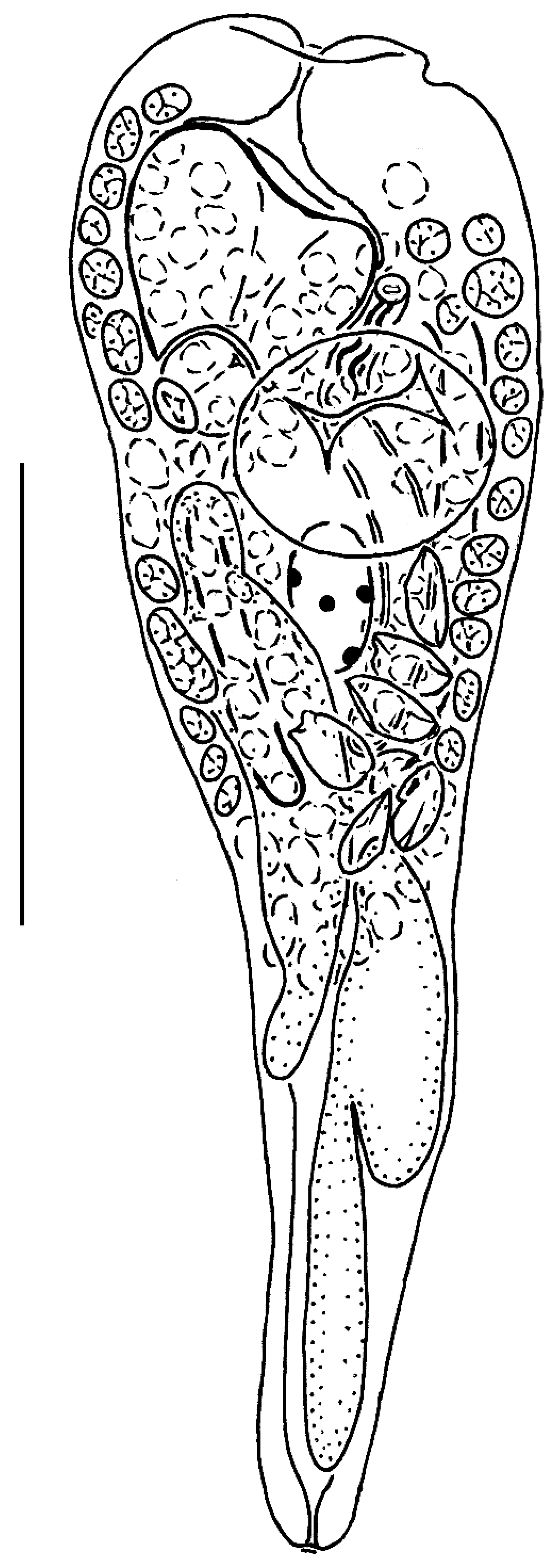 Diversity 14 00949 g004 Diversity 14 00949 g004