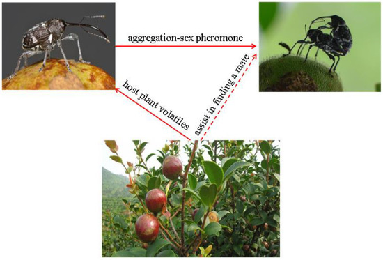 Chemical Cues Used by the Weevil Curculio chinensis in Attacking