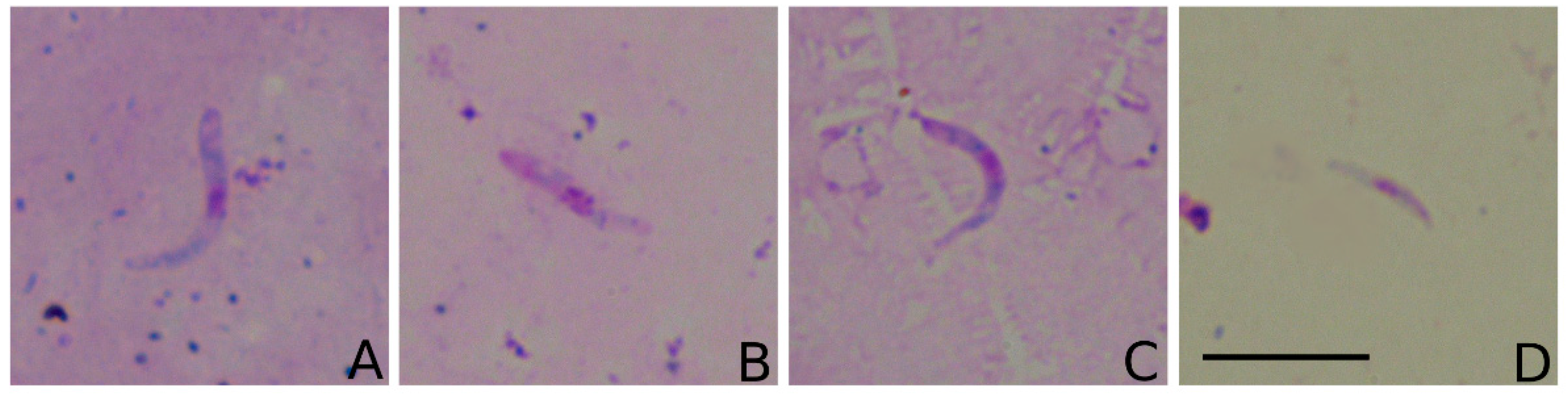 Diversity 14 00957 g002