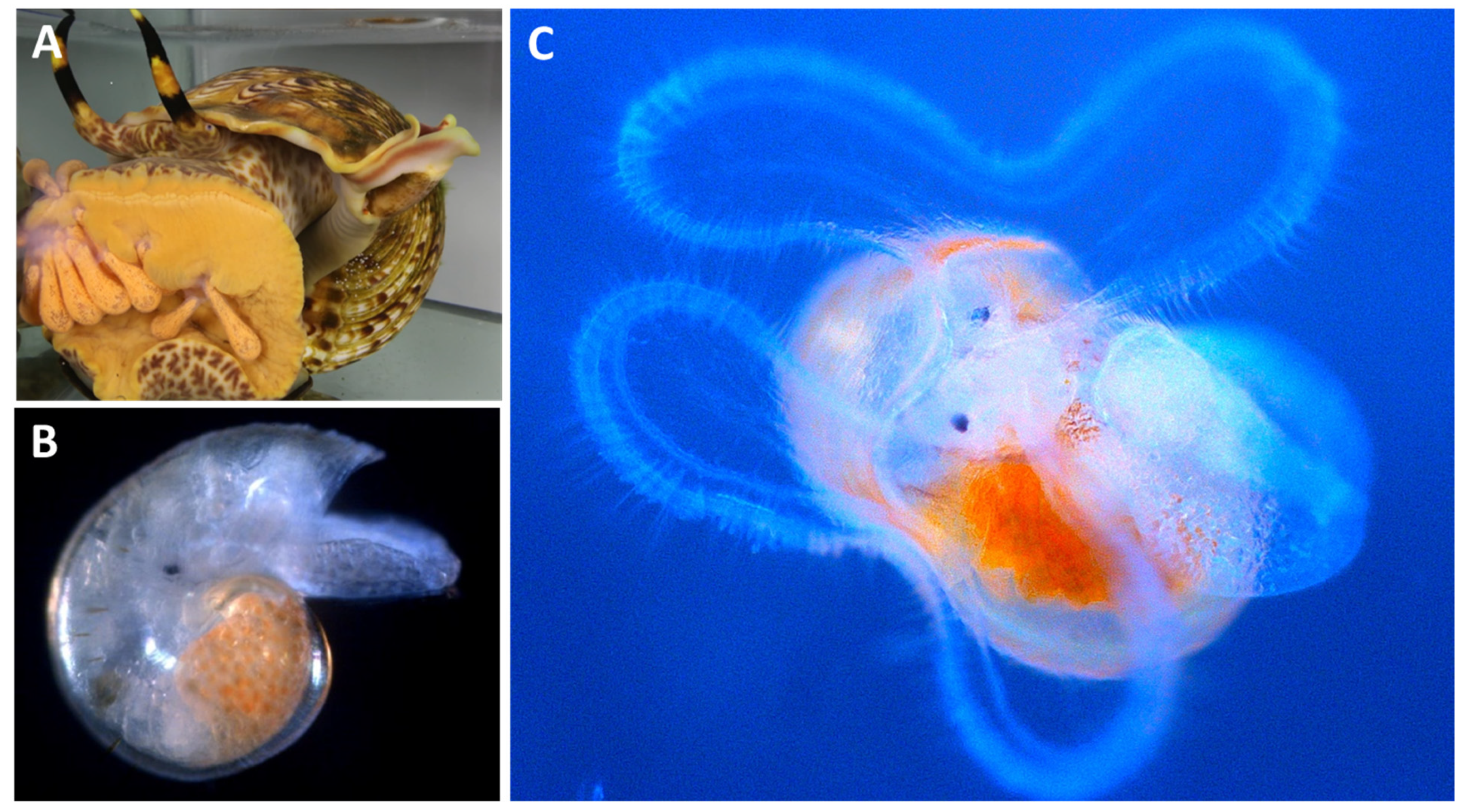 Diversity 14 00961 g002 Diversity 14 00961 g002