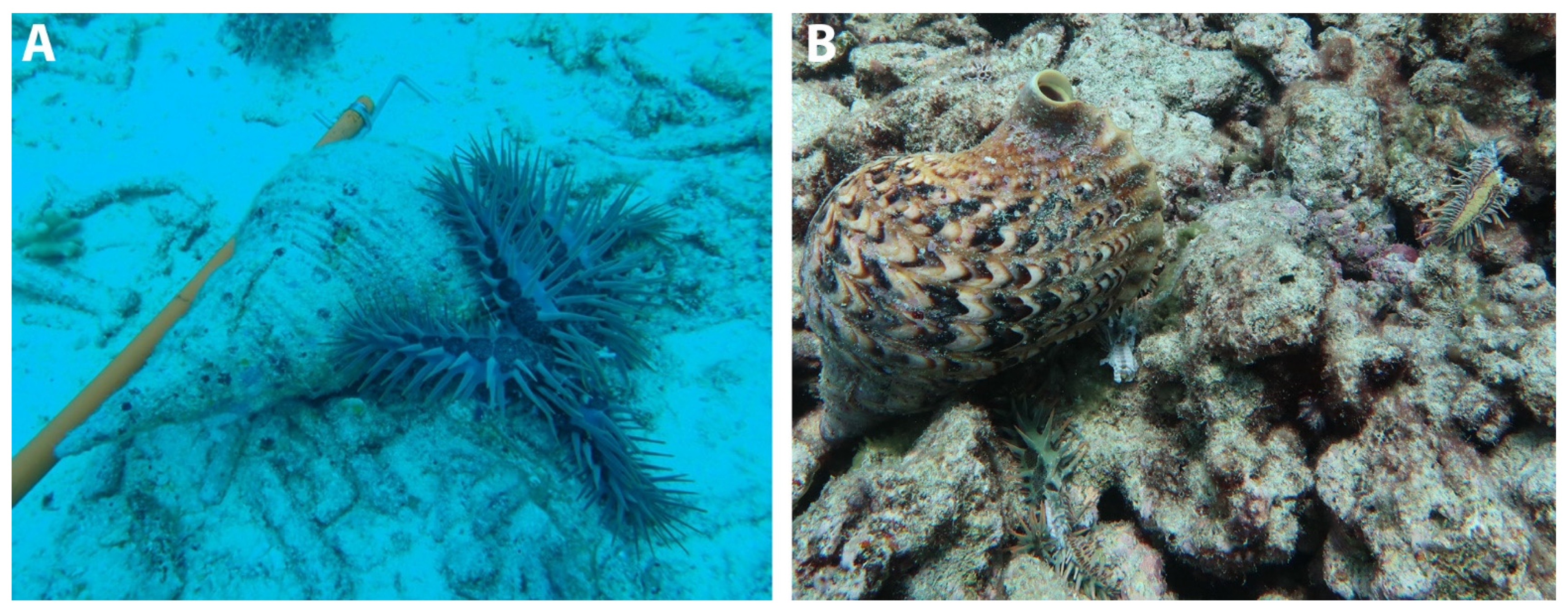 Diversity 14 00961 g003 Diversity 14 00961 g003