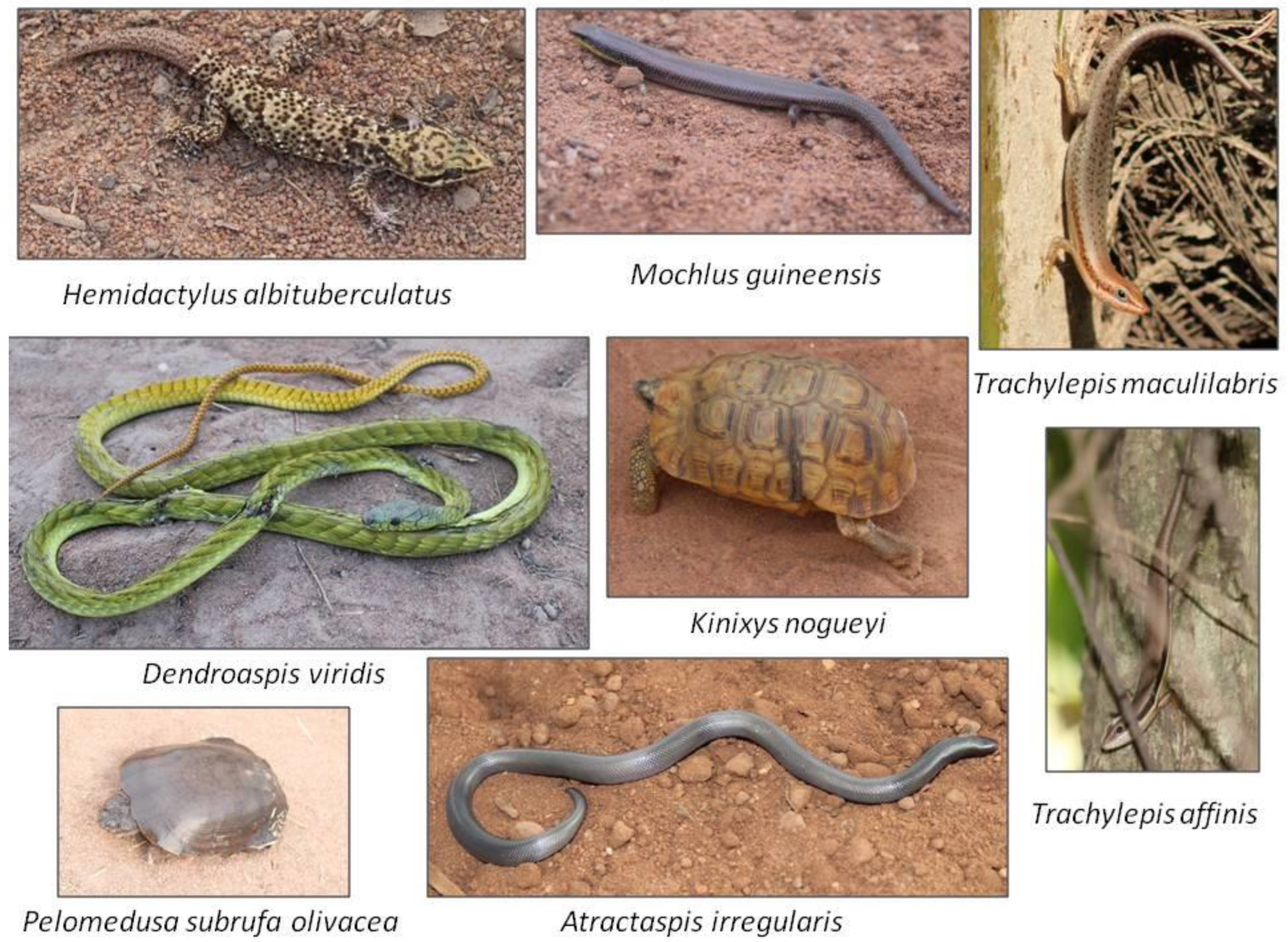 Diversity 14 00964 g004