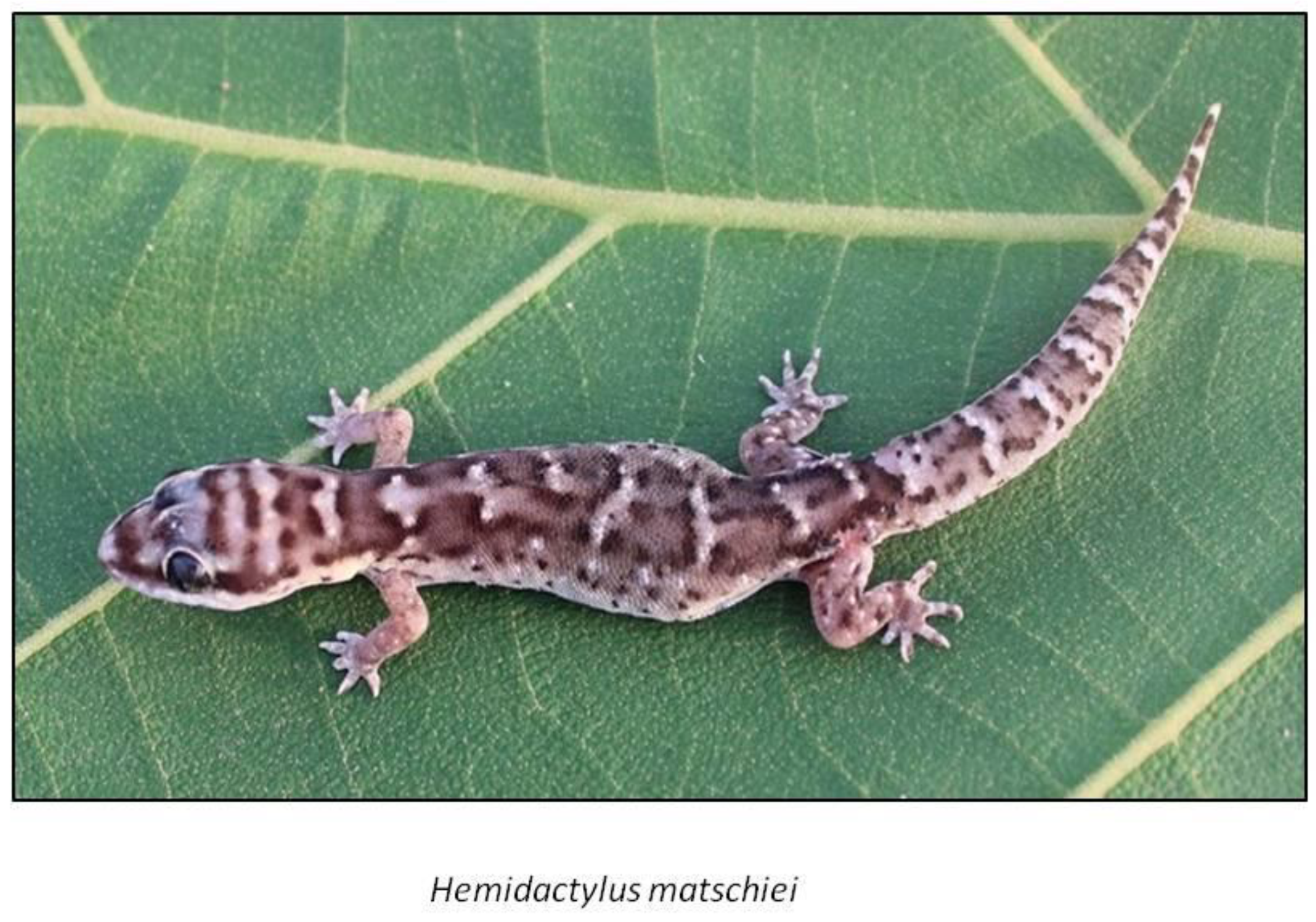 Diversity 14 00964 g005