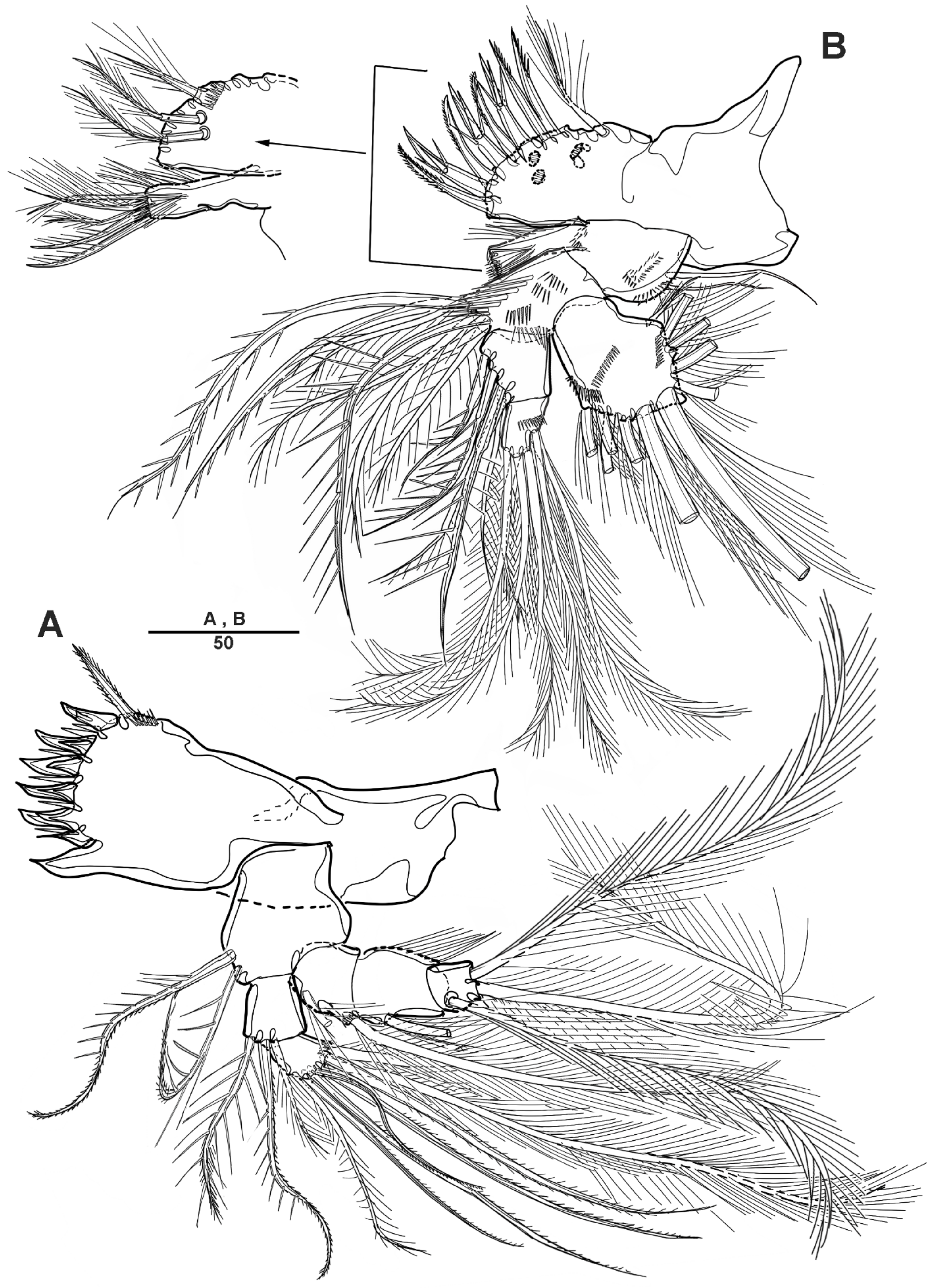 Diversity 14 00967 g004