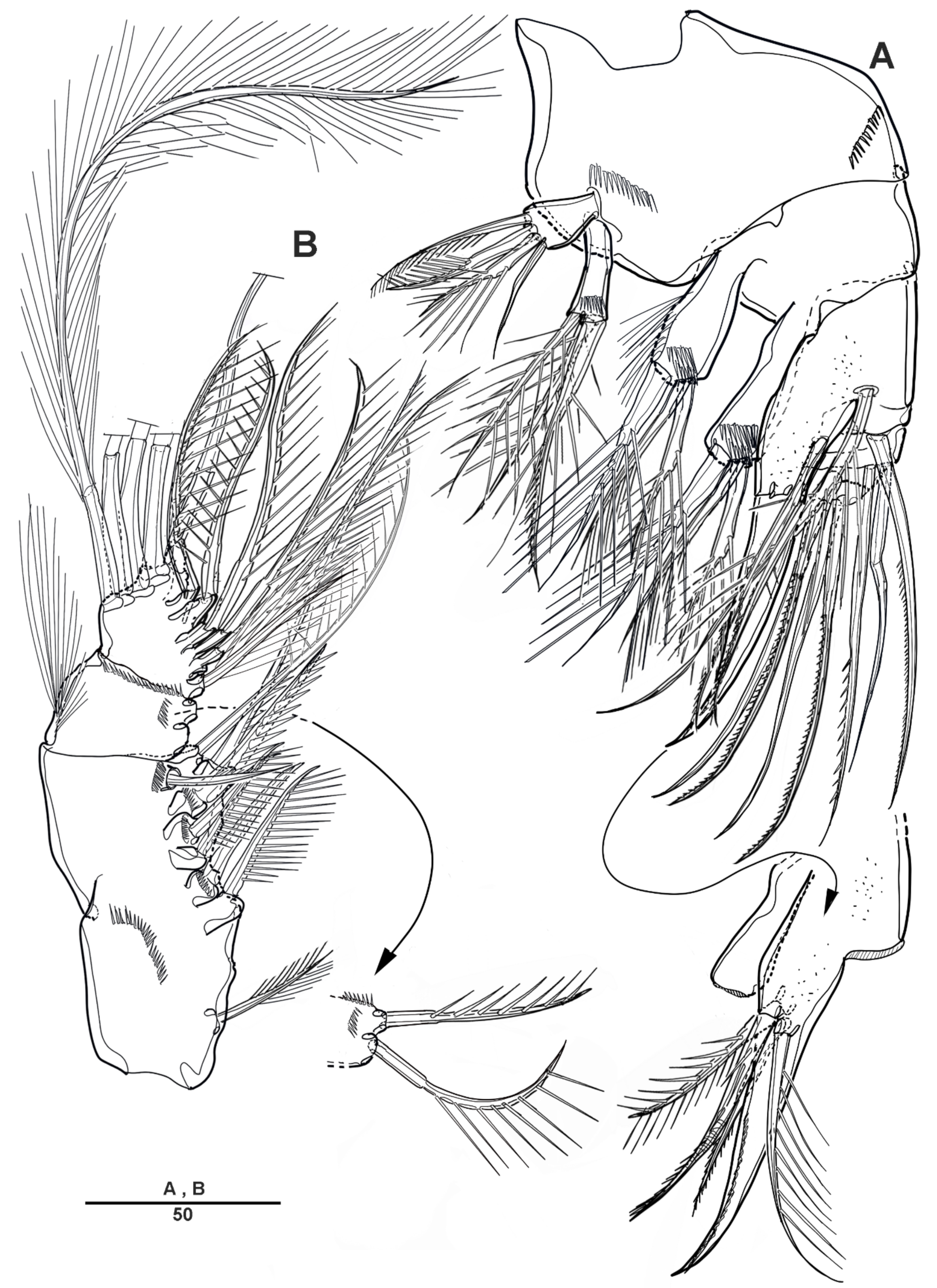 Diversity 14 00967 g005