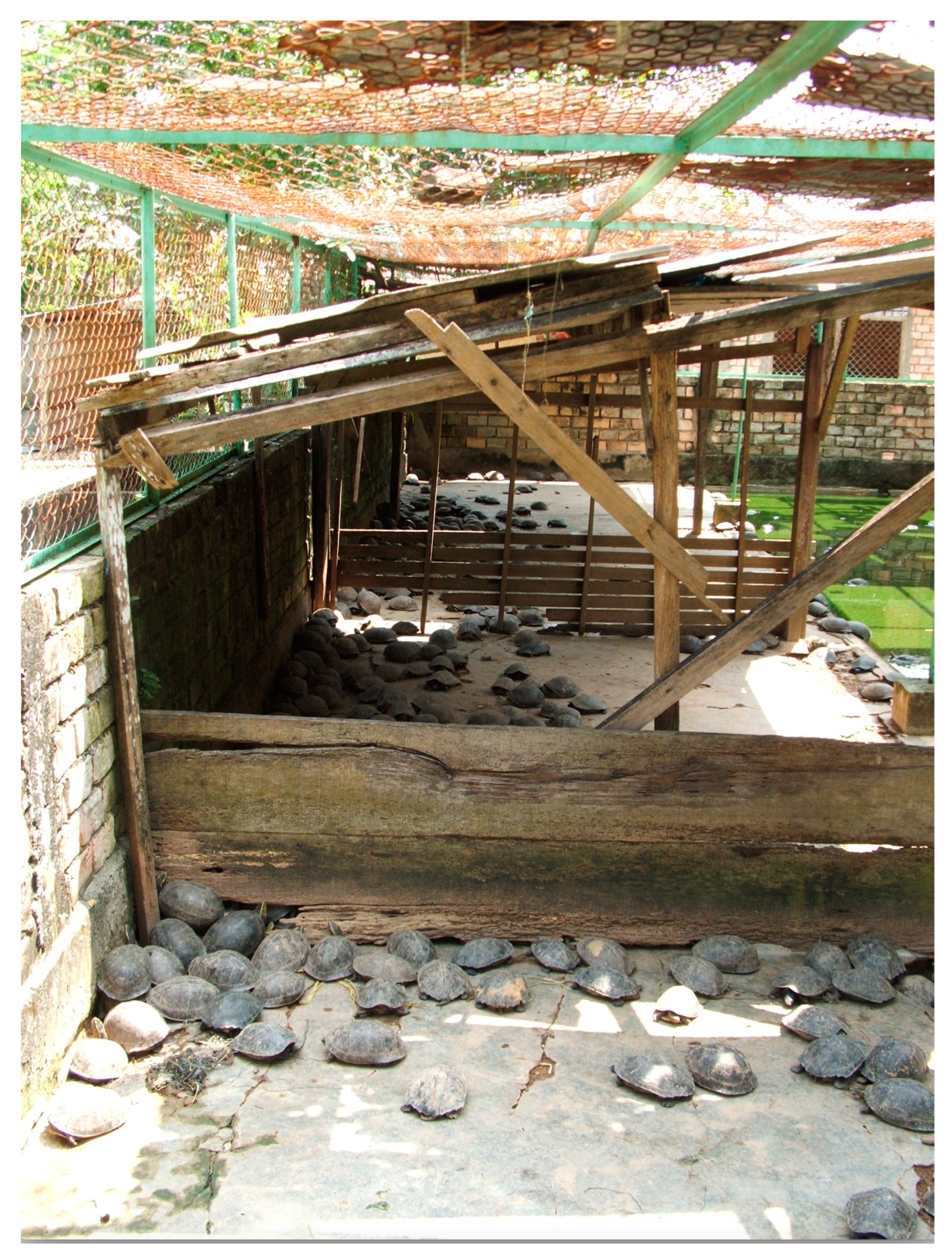 Diversity 14 00970 g002 550