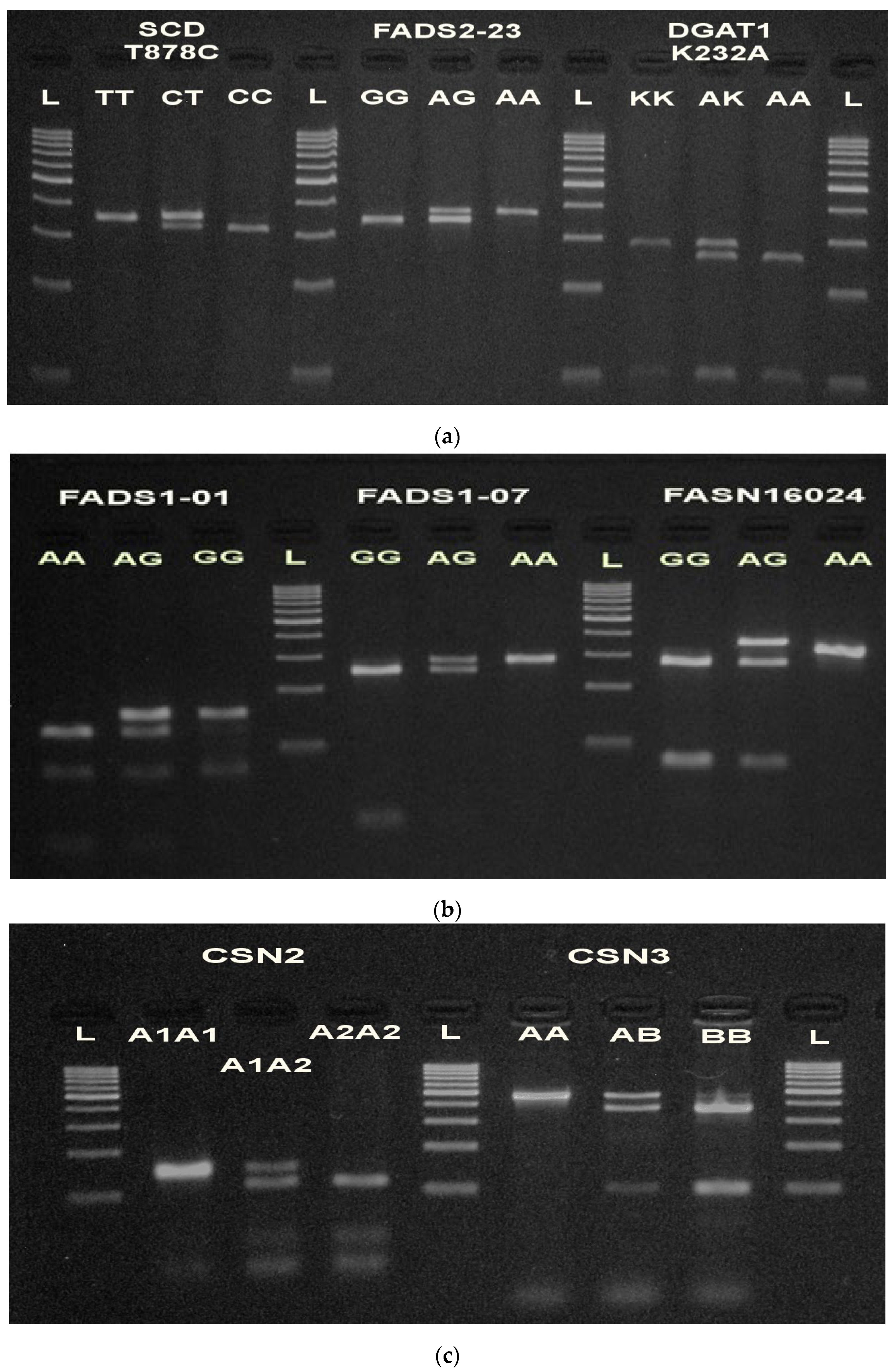 Diversity 14 00989 g001