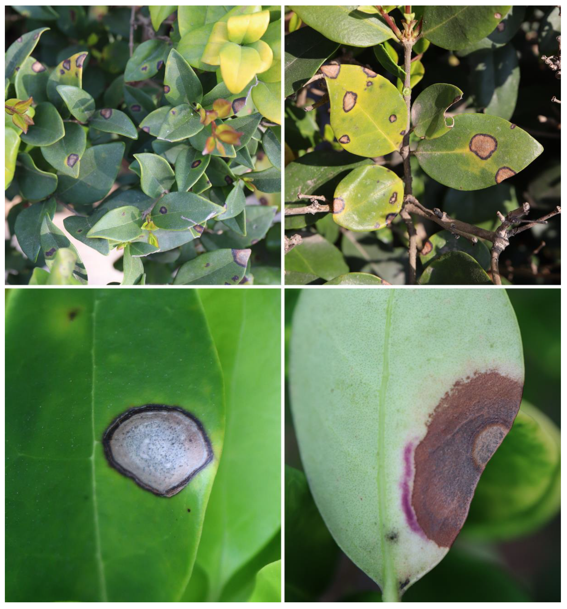 Diversity 14 00990 g001