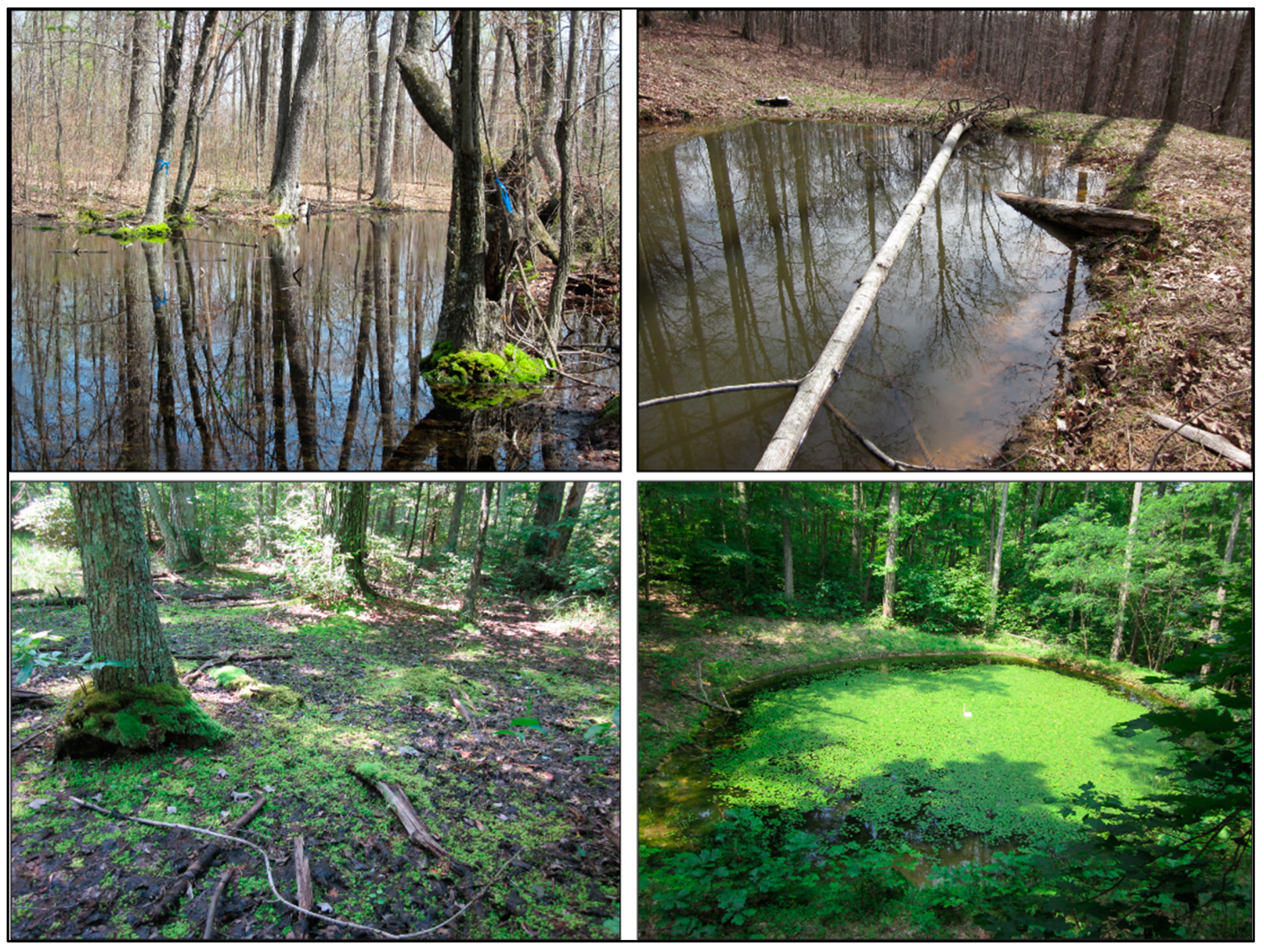 Diversity 14 00995 g001 Diversity 14 00995 g001