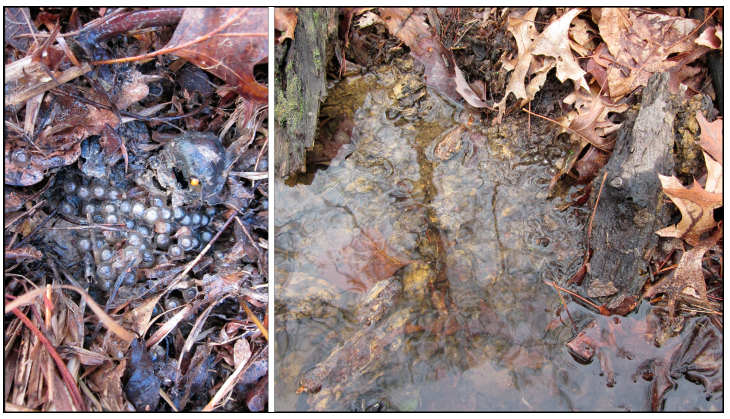 Diversity 14 00995 g003 Diversity 14 00995 g003